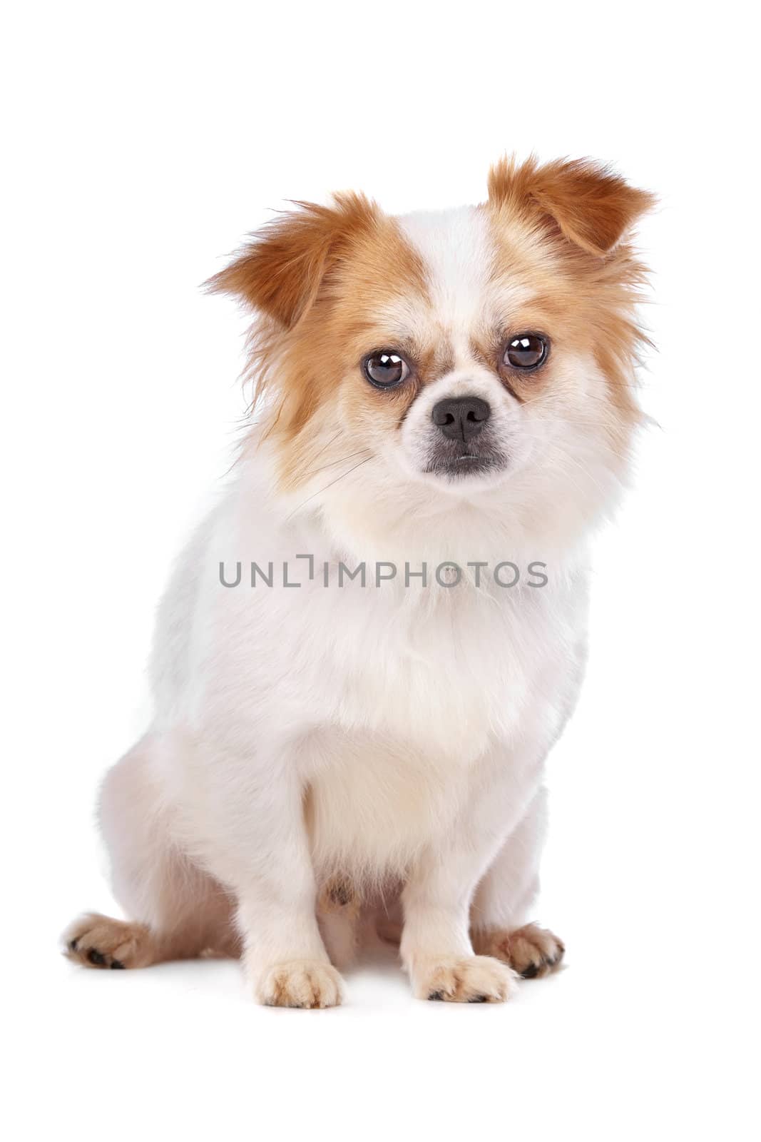 mixed breed dog in front of a white background