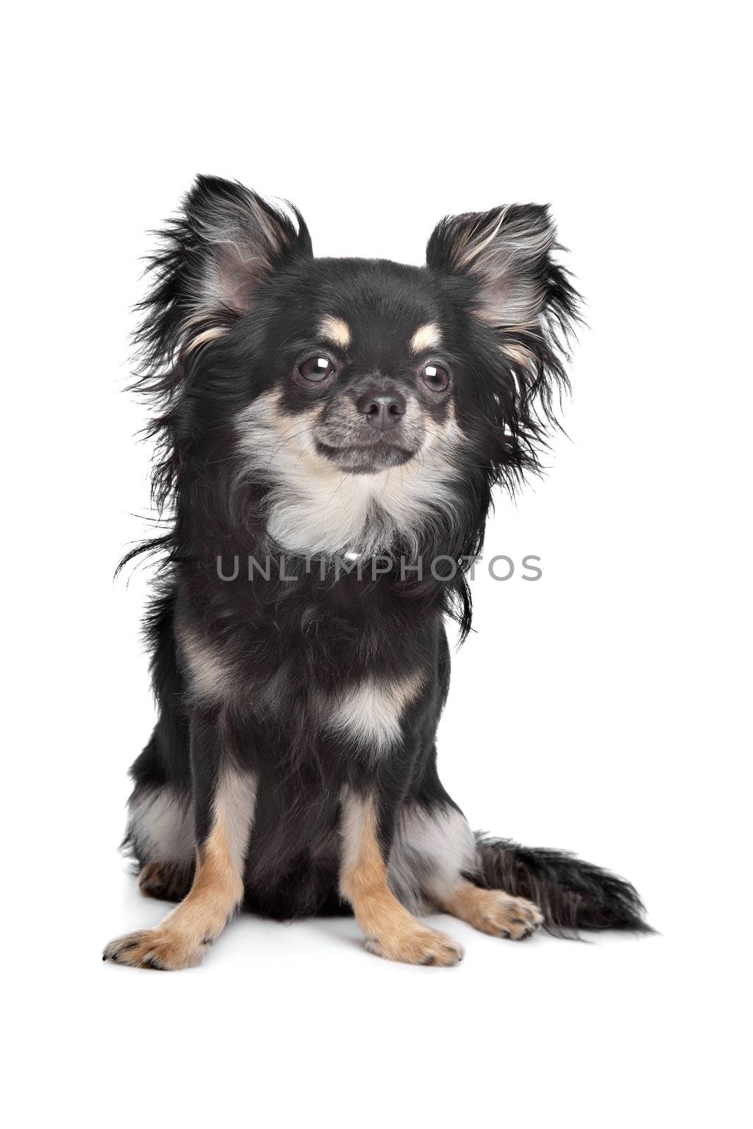 long haired chihuahua in front of a white background