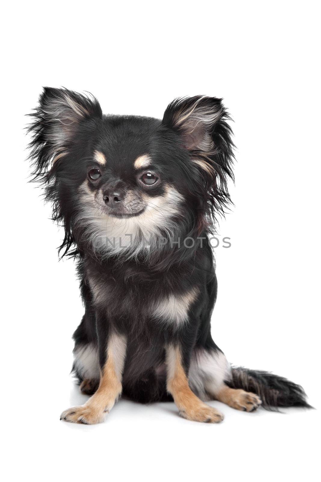 long haired chihuahua in front of a white background