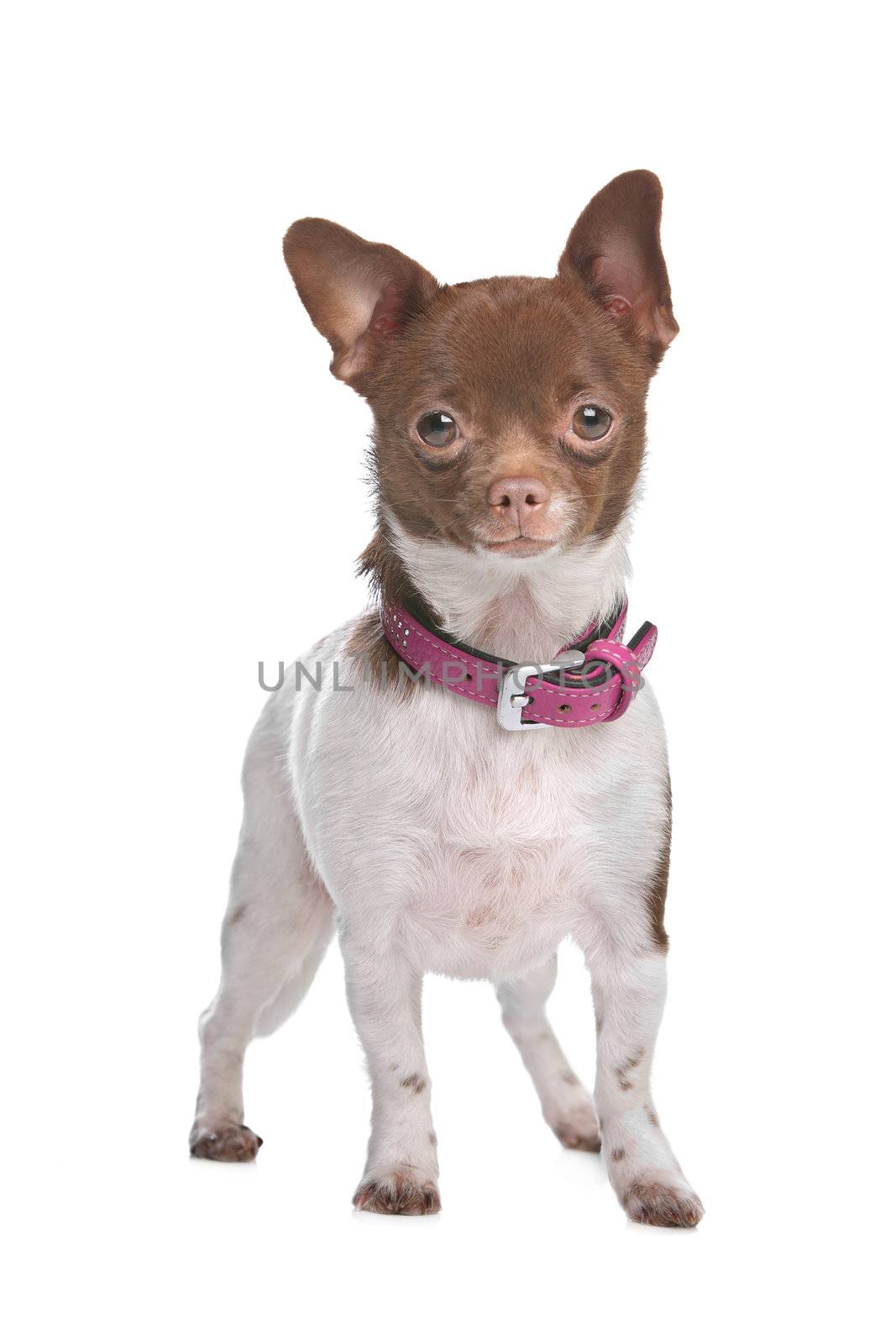 chihuahua in front of a white background brown and white short haired chihuahua