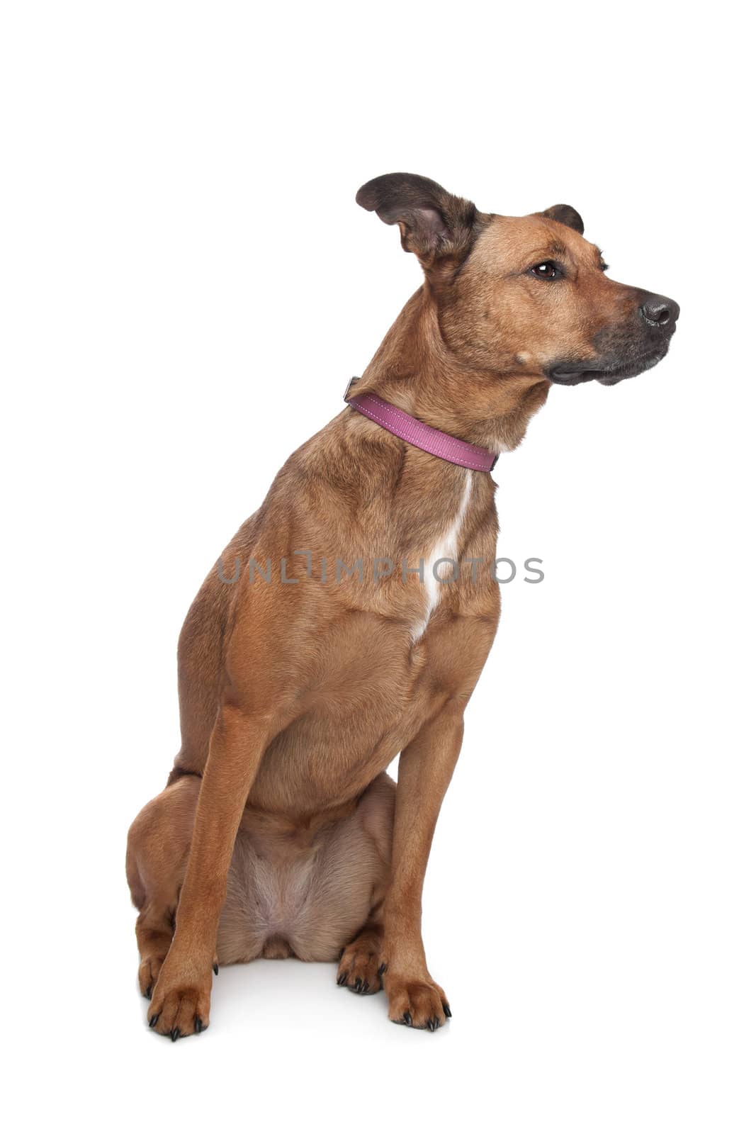 mixed breed dog in front of a white background