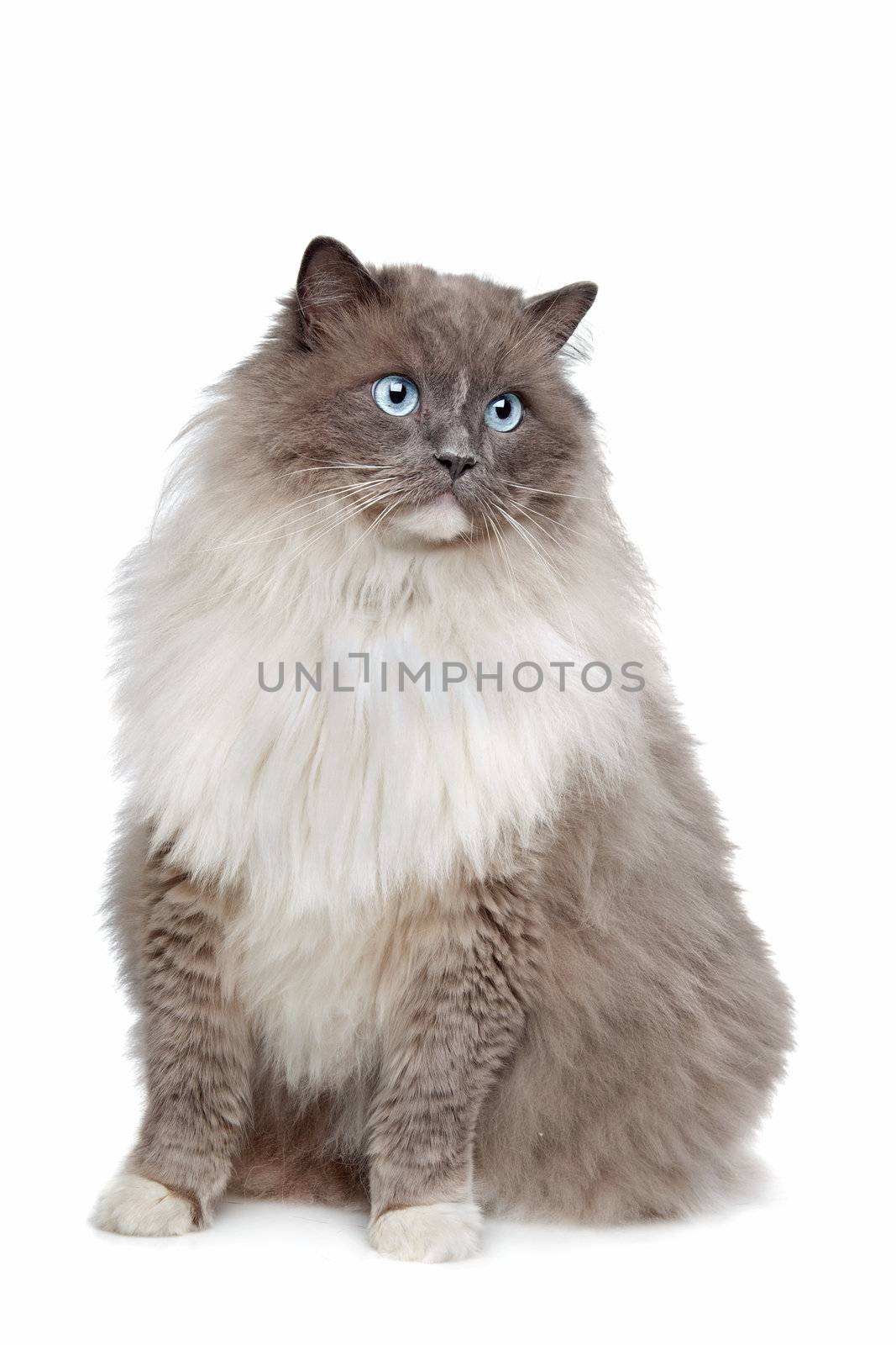 Ragdoll cat in front of a white background