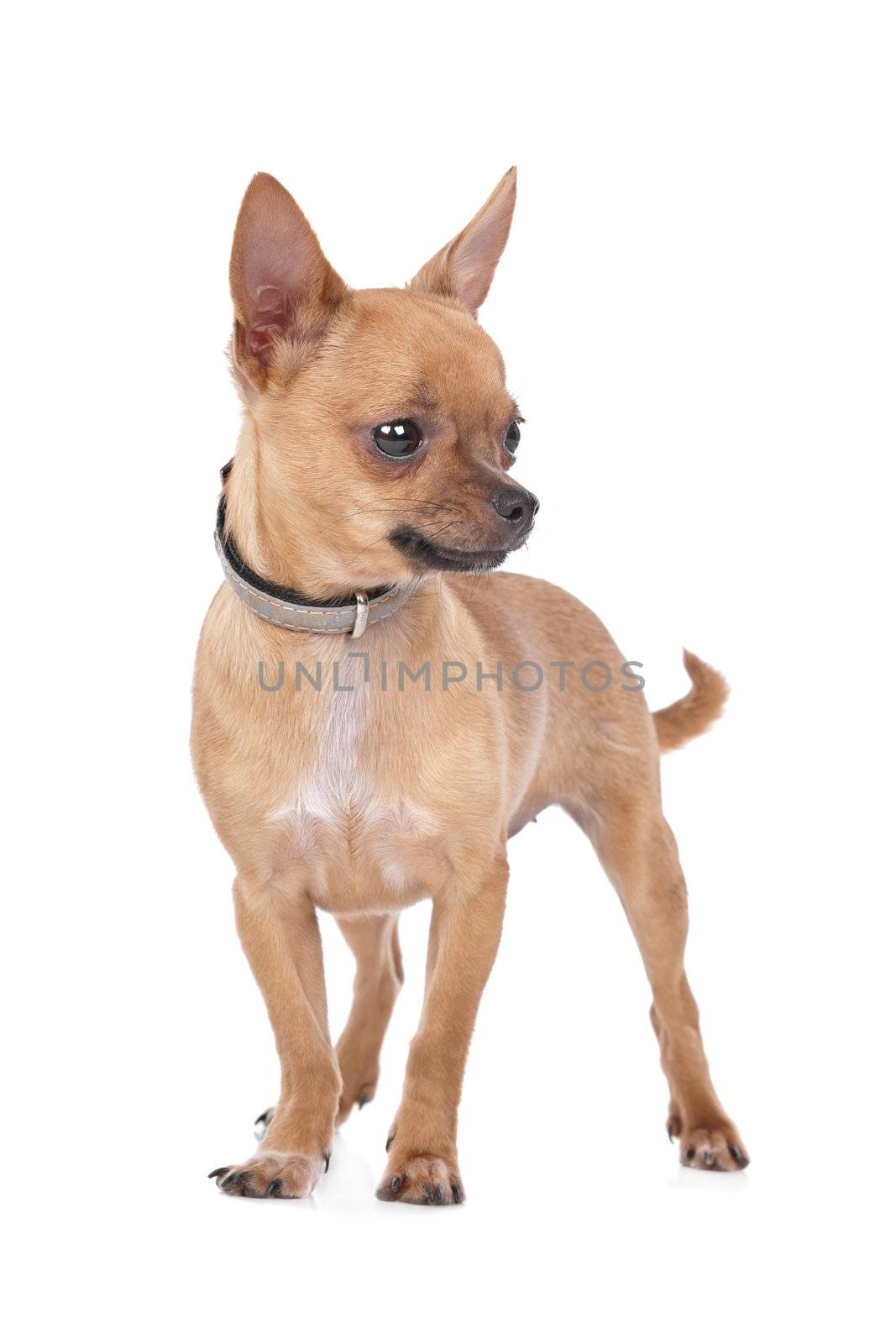 Chihuahua in front of a white background