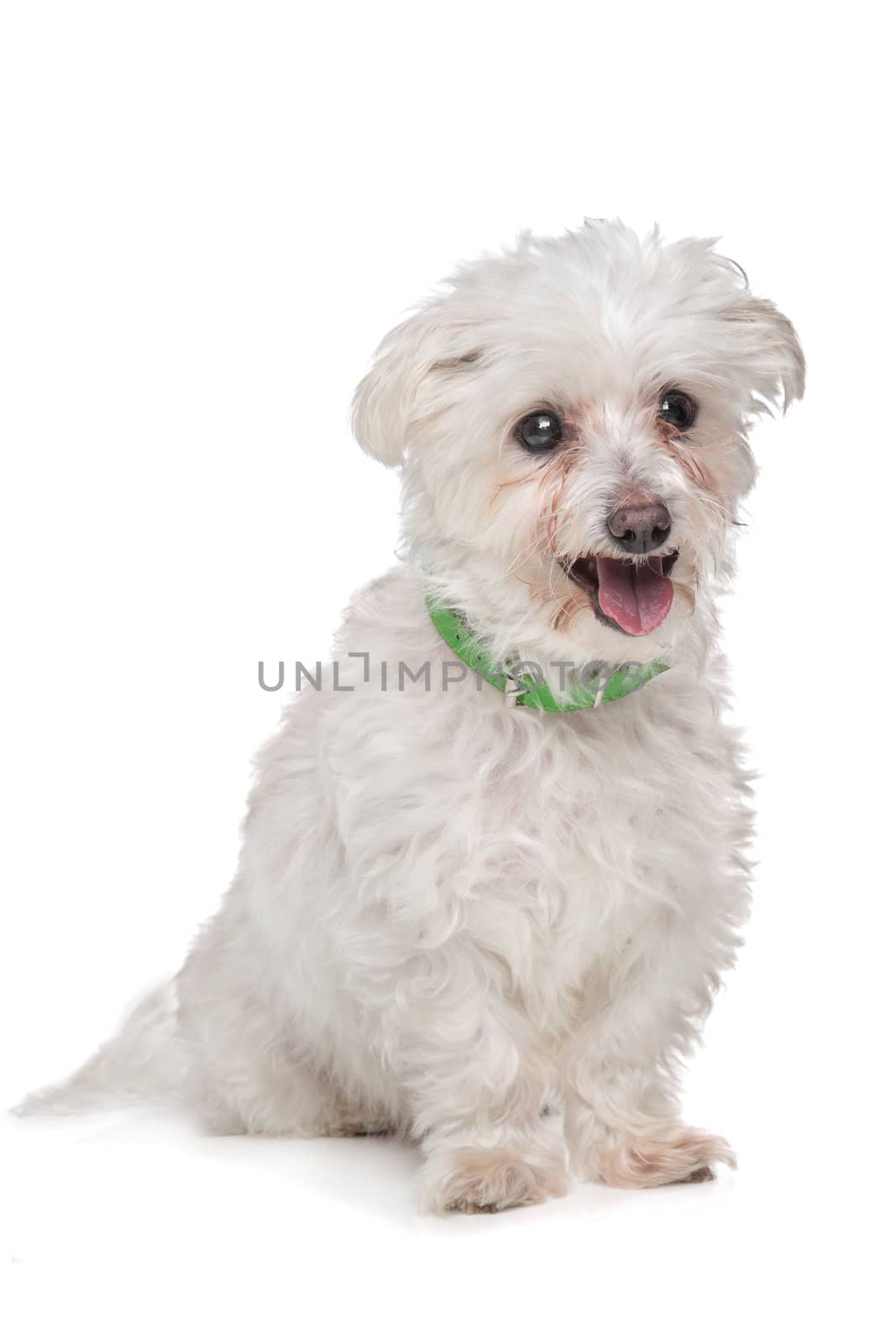 mixed breed boomer dog in front of a white background