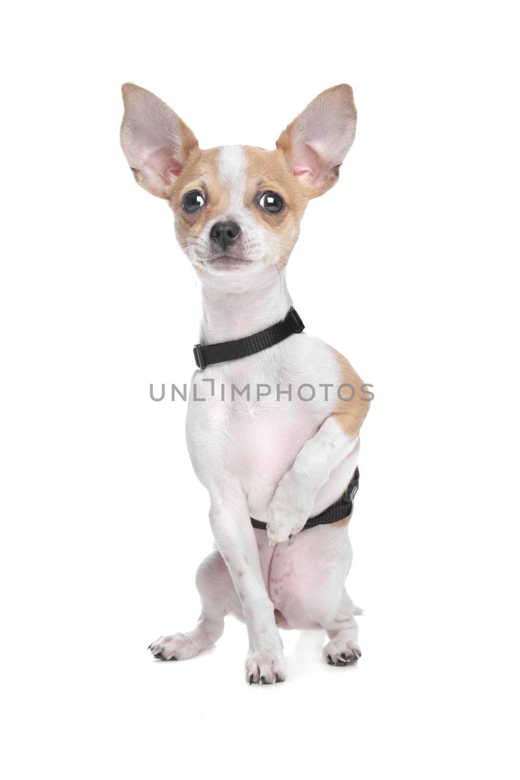 Short haired chihuahua in front of a white background