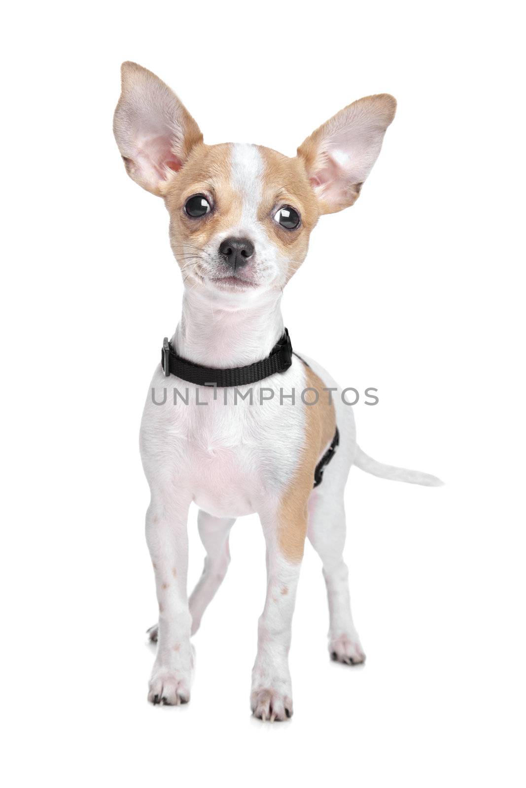 Short haired chihuahua by eriklam