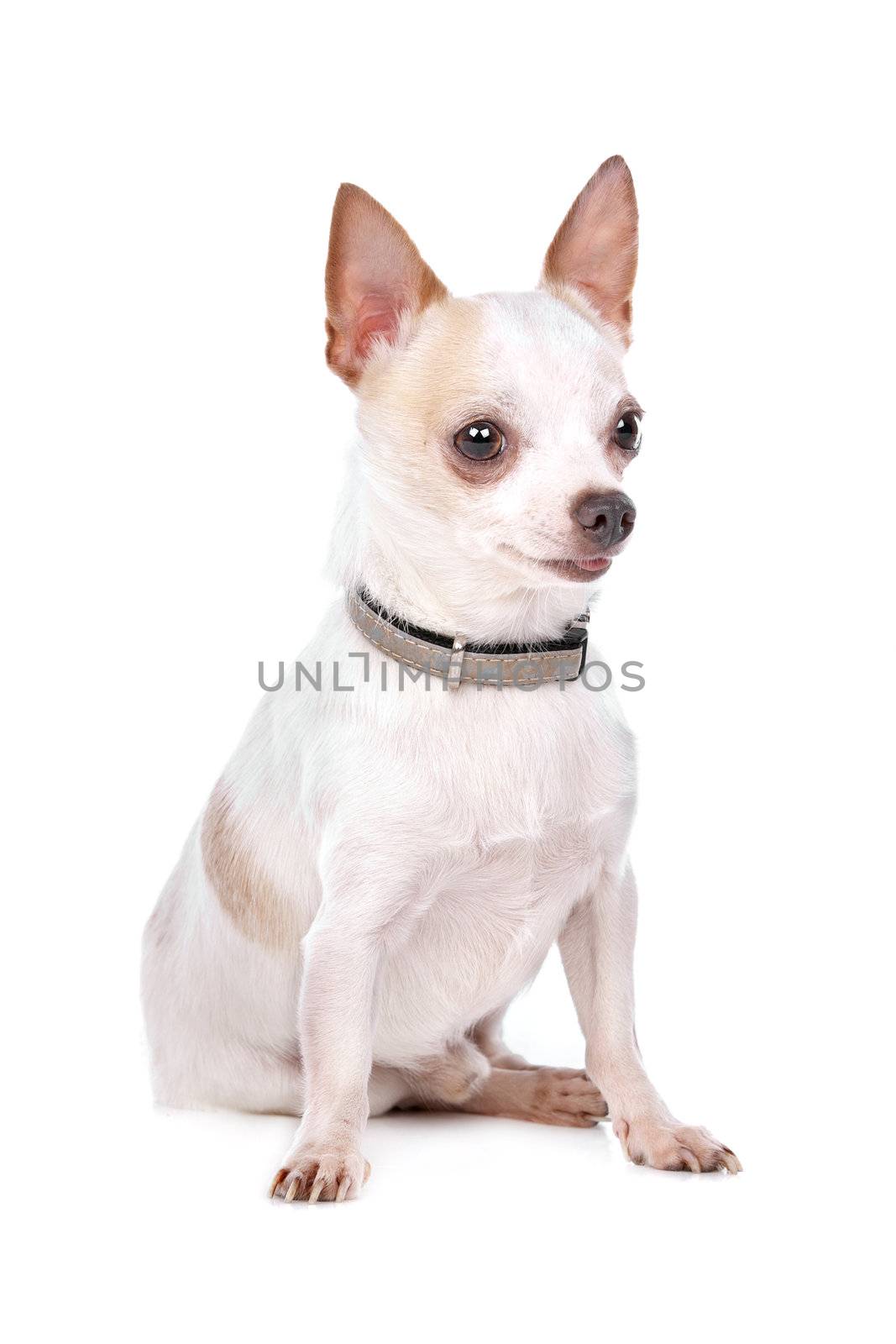 Chihuahua in front of a white background