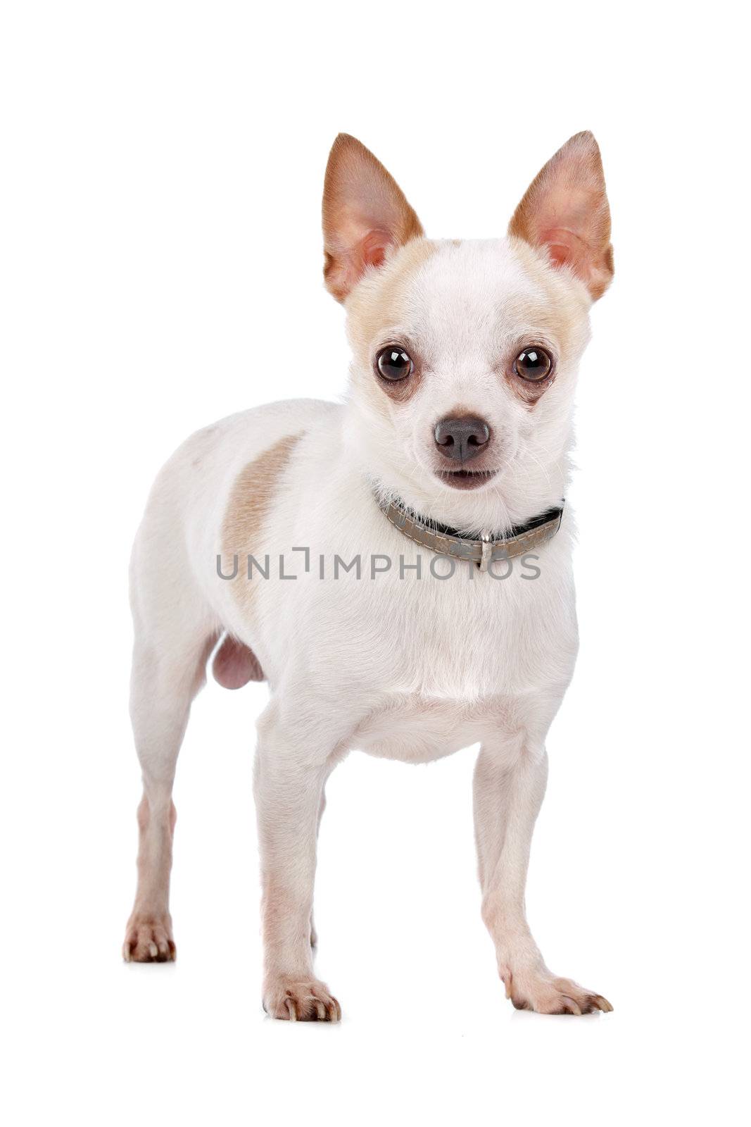 Chihuahua in front of a white background