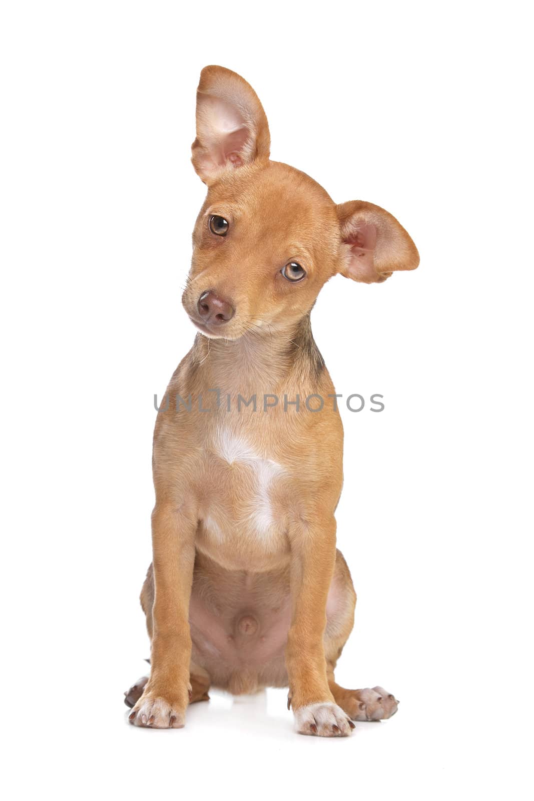 mixed breed chihuahua and miniature Pincher dog in front of a white background