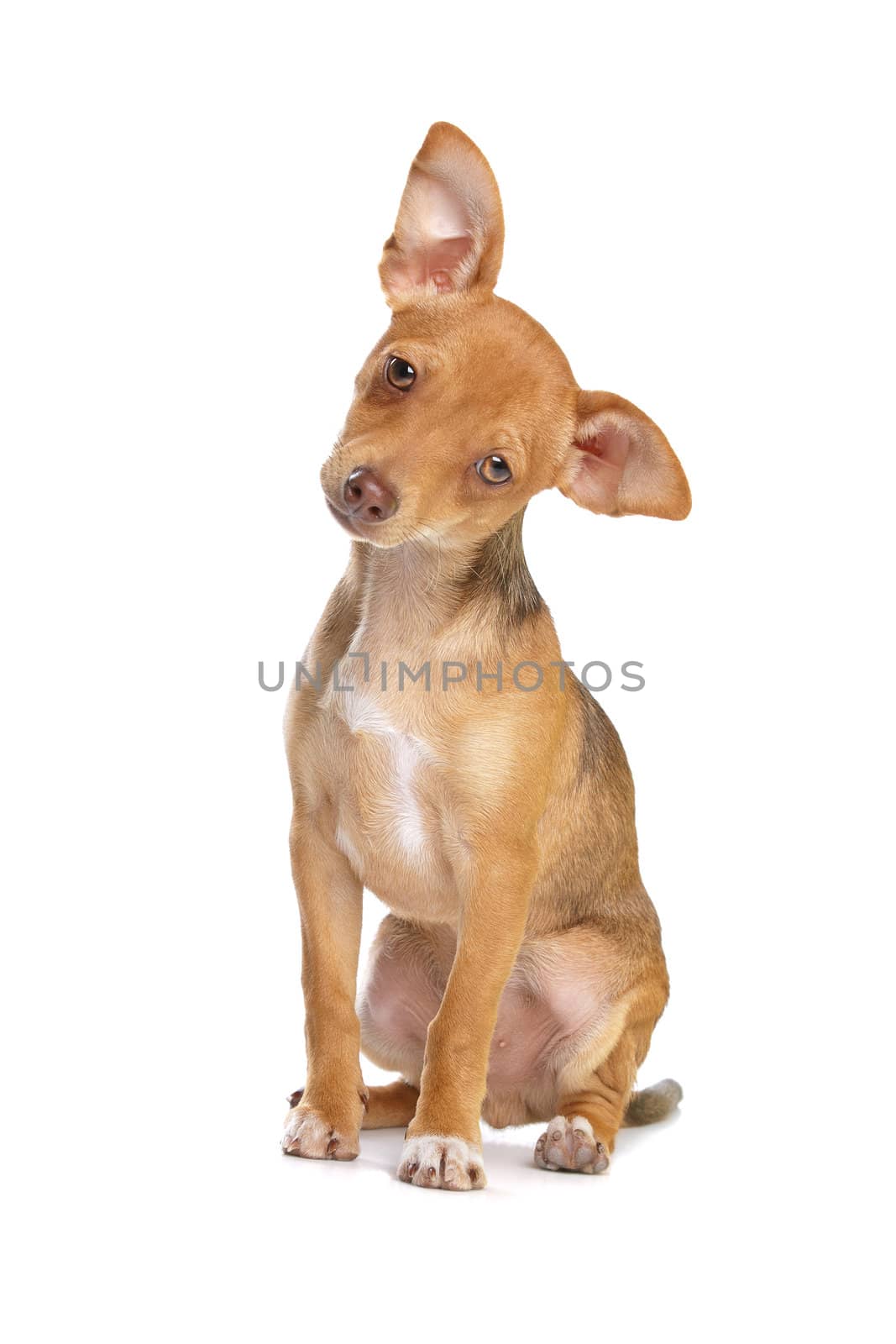 mixed breed chihuahua and miniature Pincher dog in front of a white background