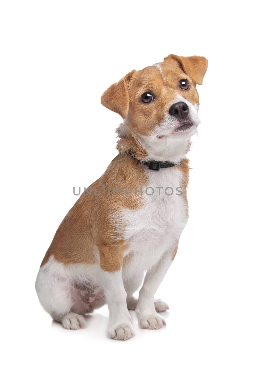 mixed breed dog in front of a white background