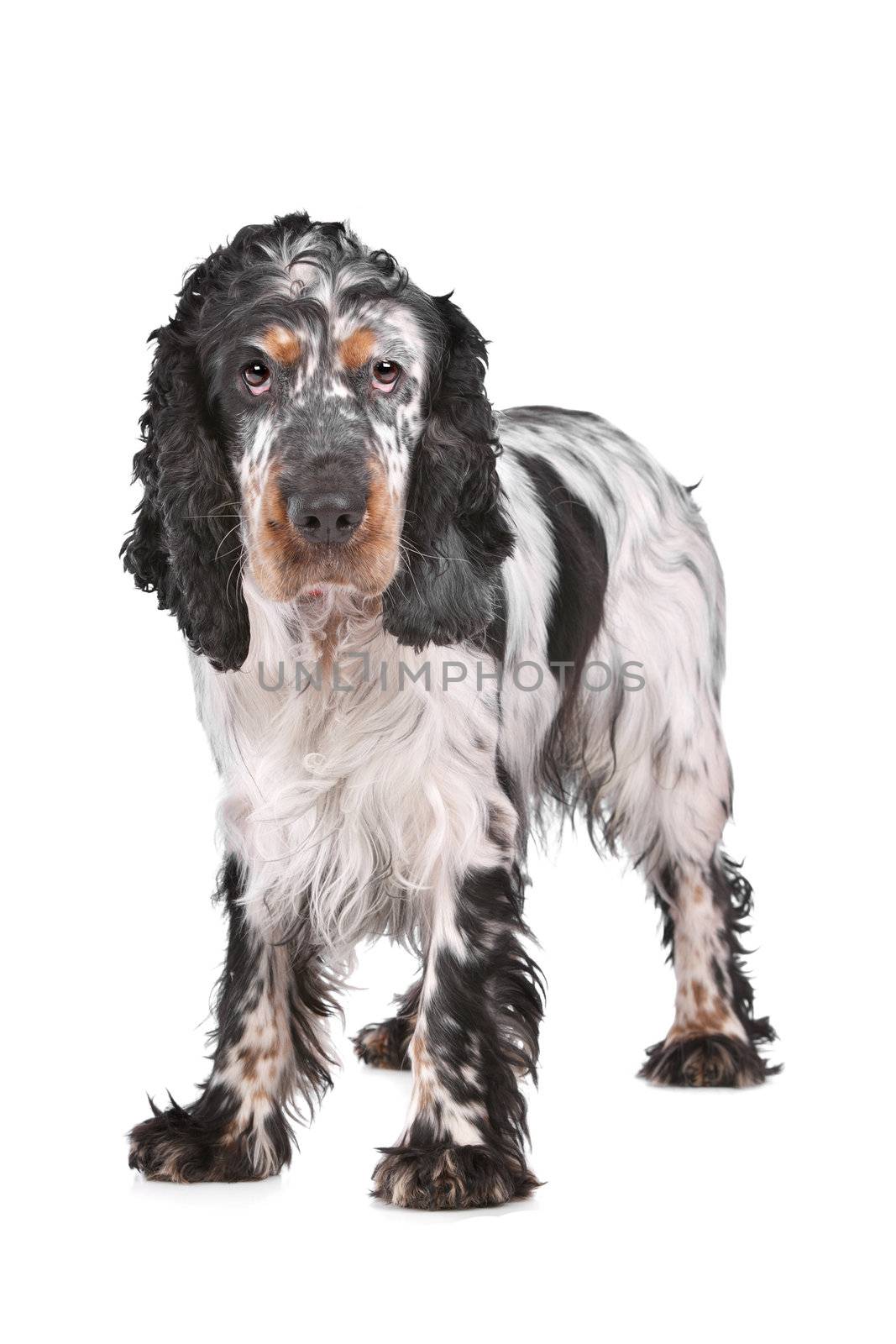 English Cocker Spaniel in front of a white background