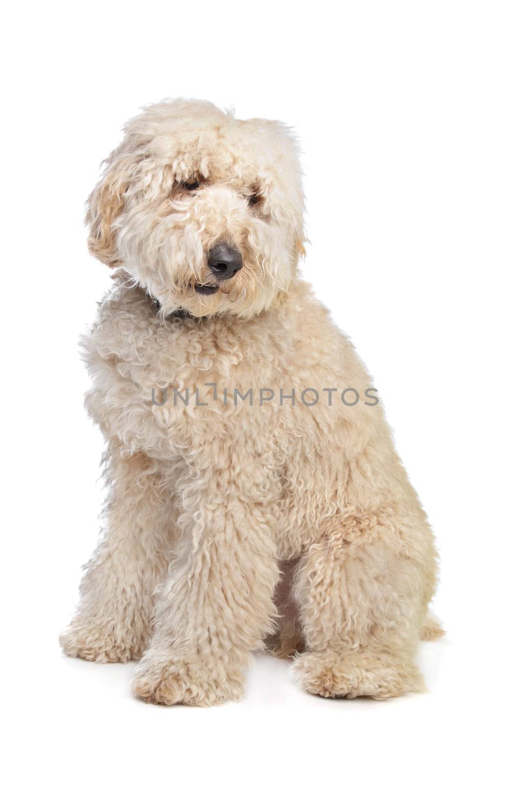 Australian Labradoodle in front of a white background