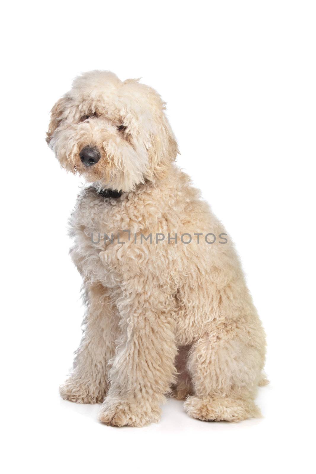 Australian Labradoodle in front of a white background