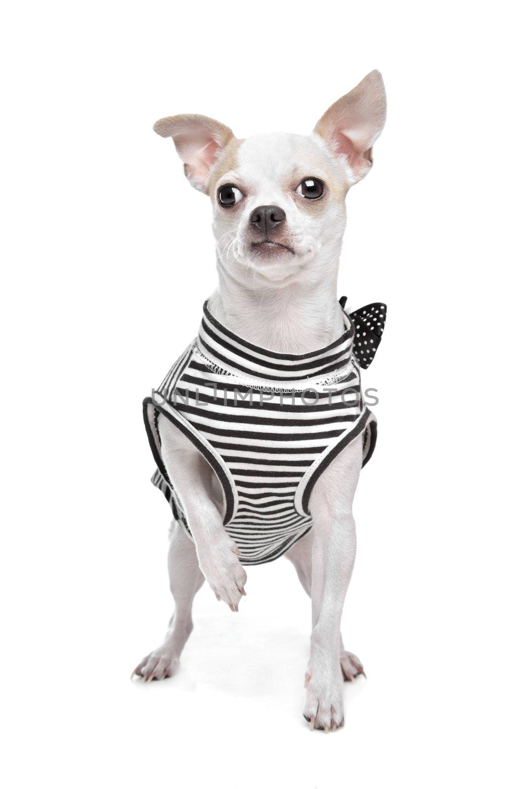 dressed chihuahua in front of a white background