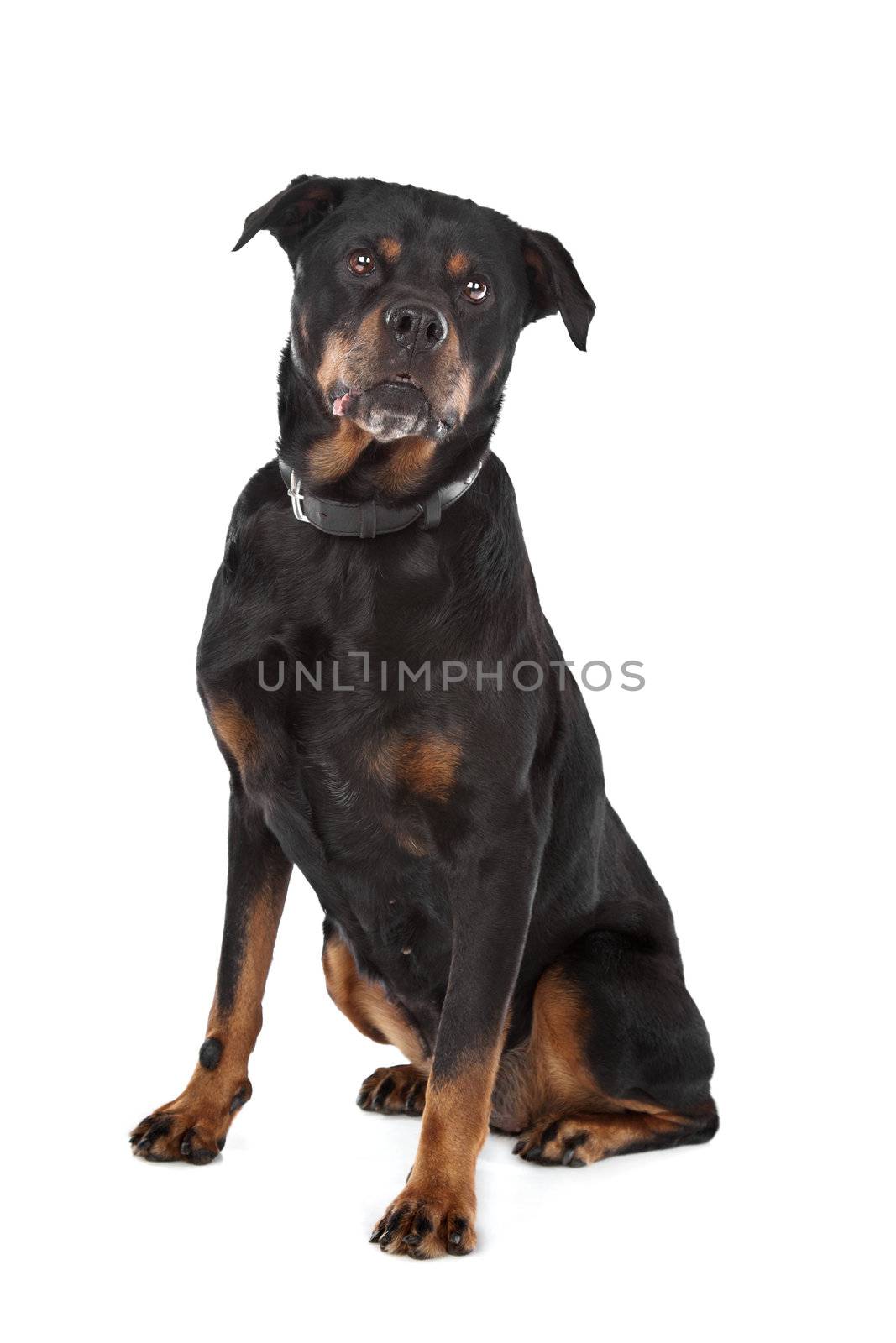 rottweiler in front of a white background