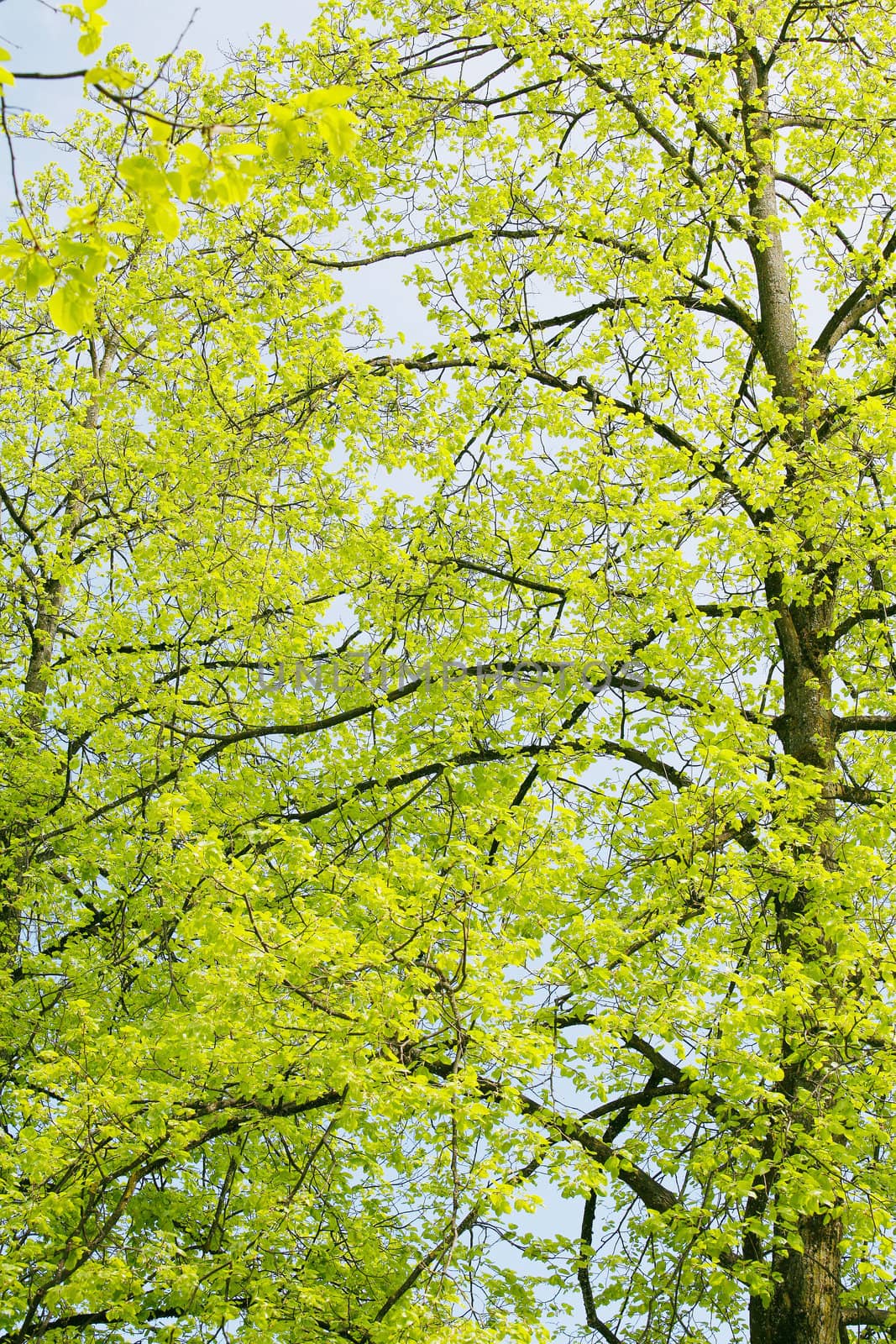 Beautiful green leaves of an American Yellow Wood make pattern background