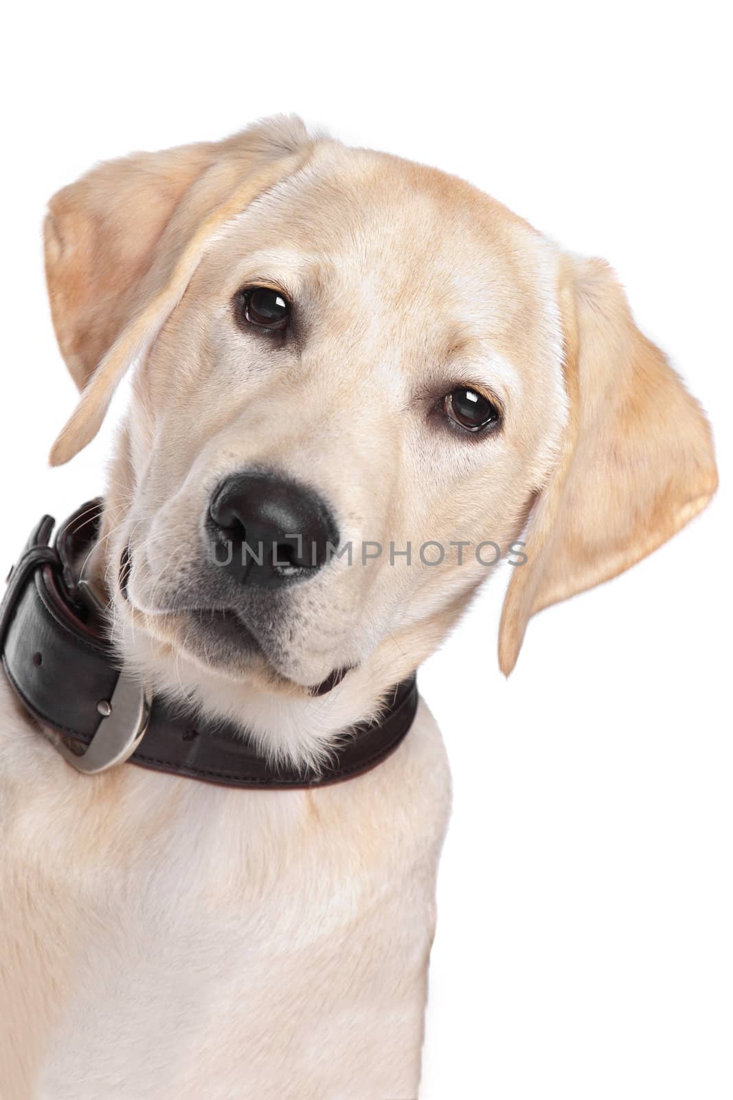 yellow Labrador in front of a white background