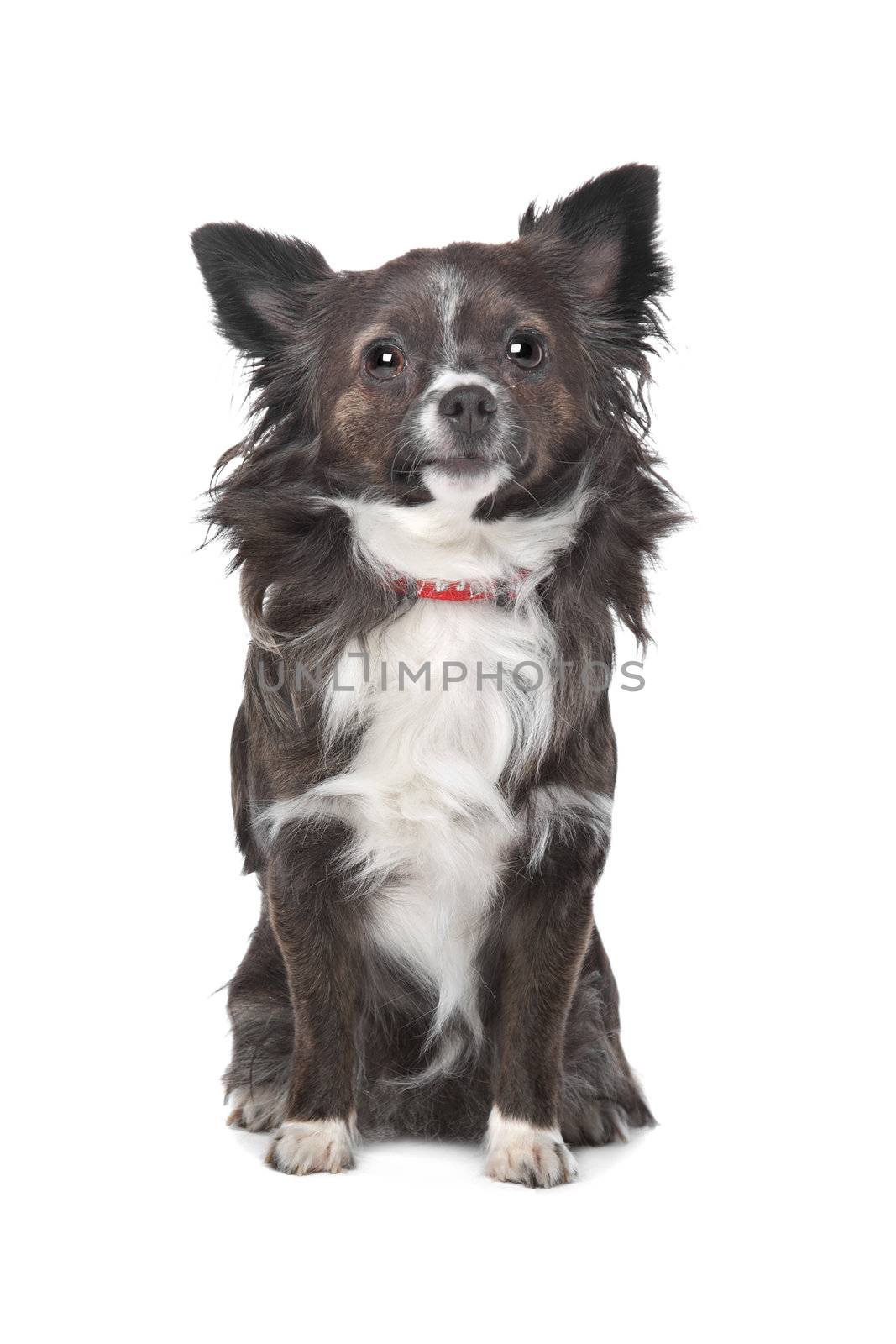 long haired chihuahua in front of a white background