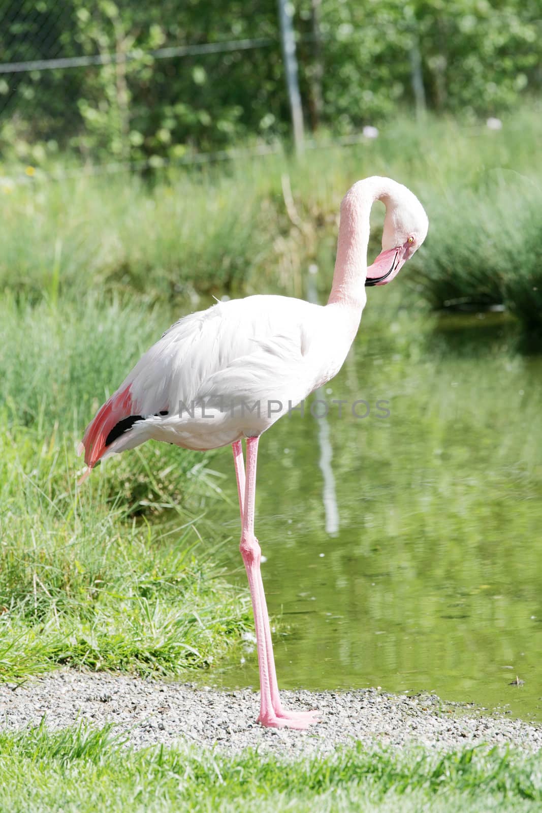 Flamingo by dacasdo