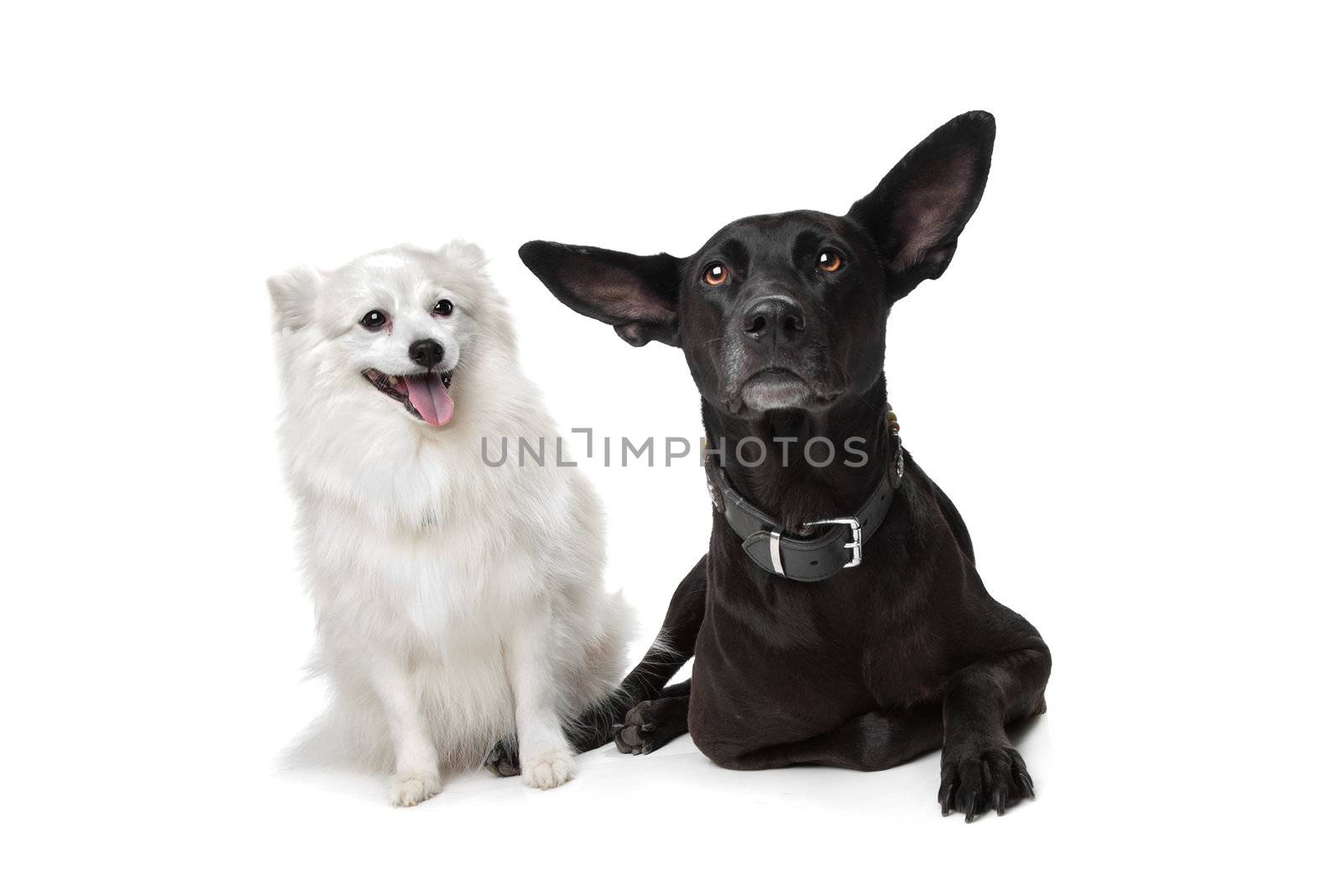 Keeshond (Dutch Barge Dog) and a black Shepherd by eriklam