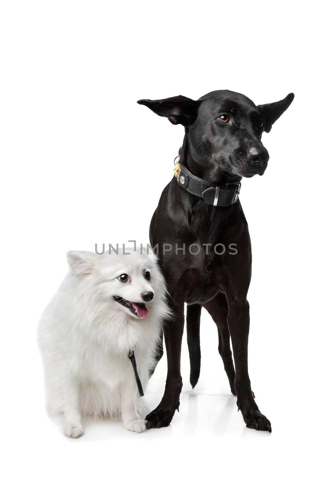 Keeshond (Dutch Barge Dog) and a black Shepherd mix in front of a white background