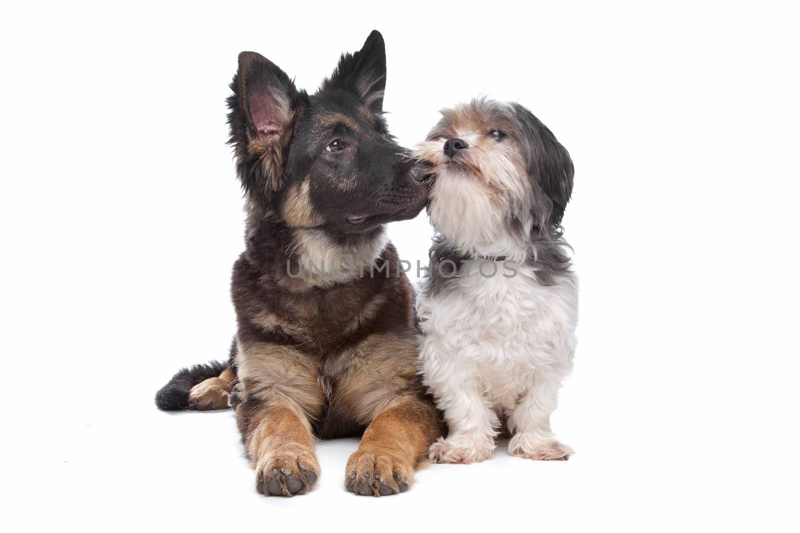 German Shepherd puppy and a boomer mixed breed dog by eriklam