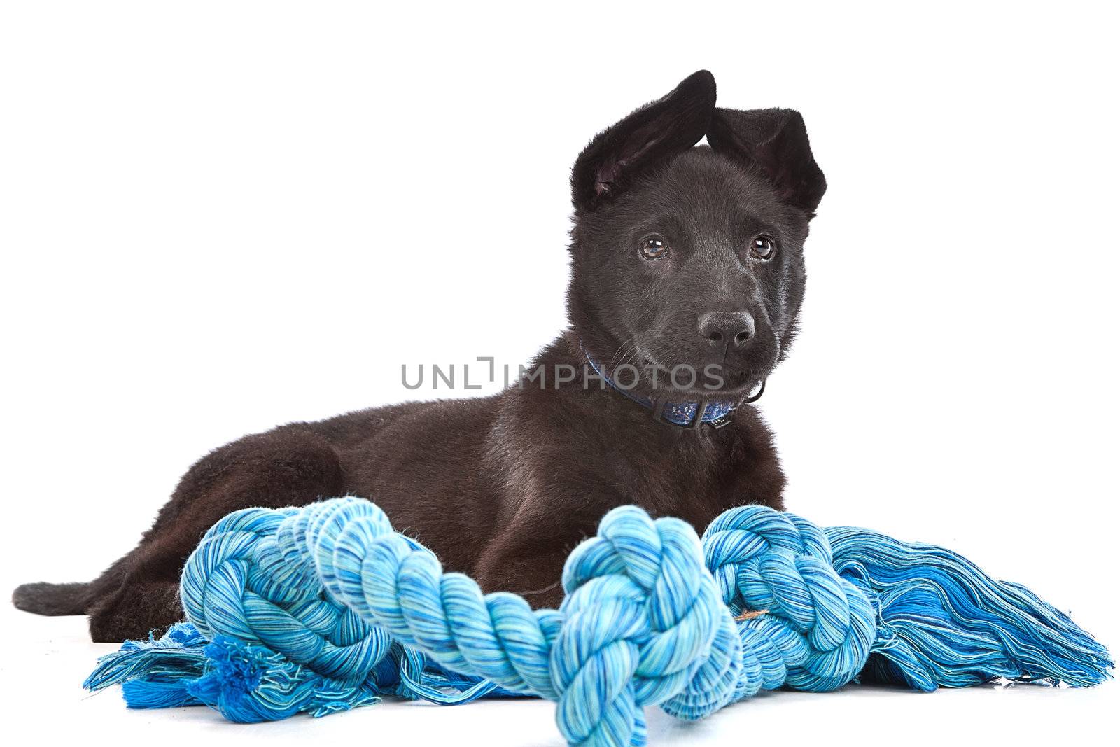 Black Shepherd puppy dog with a blue toy rope by eriklam