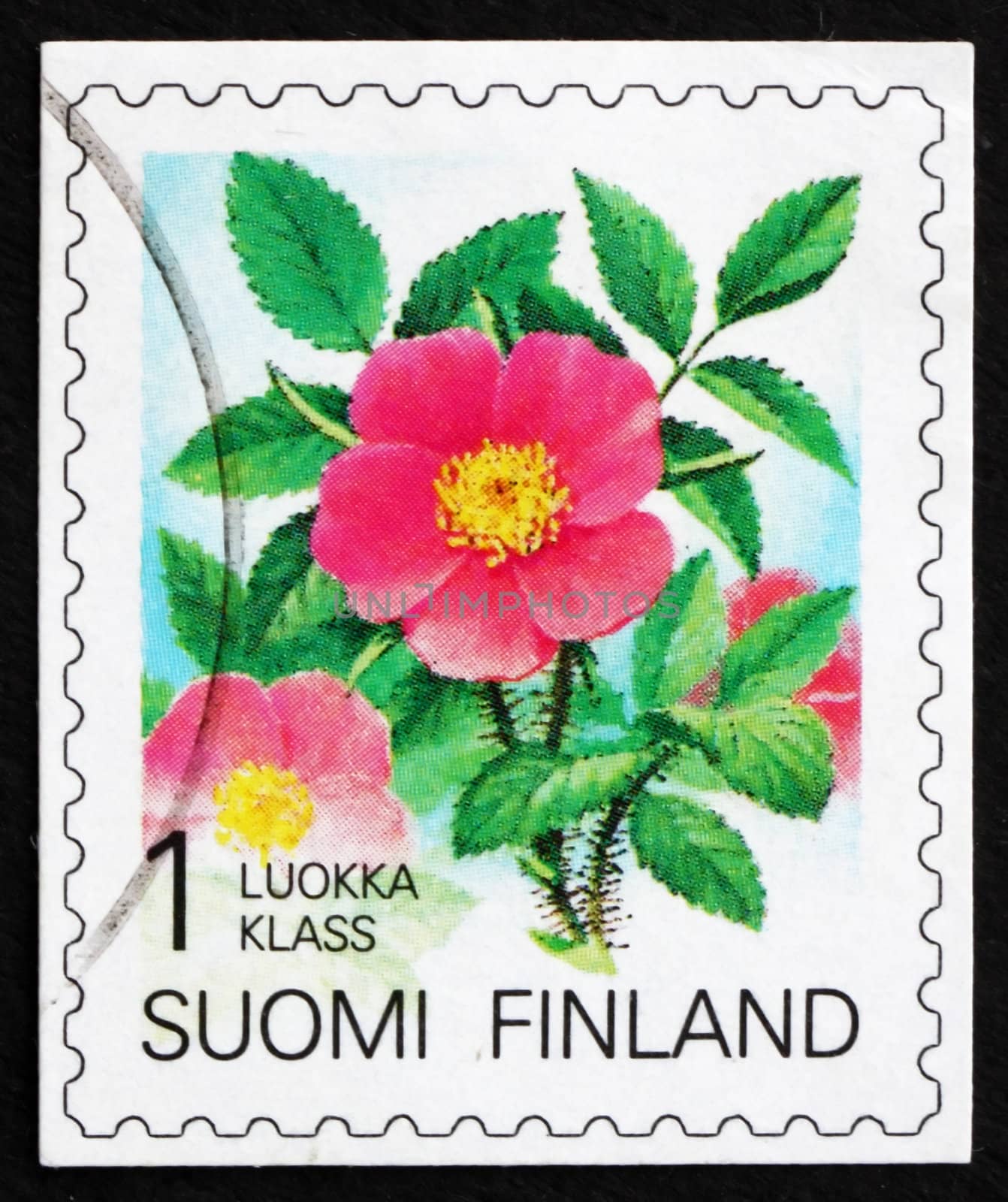 FINLAND - CIRCA 1994: a stamp printed in the Finland shows Karelian Rose, Rosa Acicularis, Flower, circa 1994