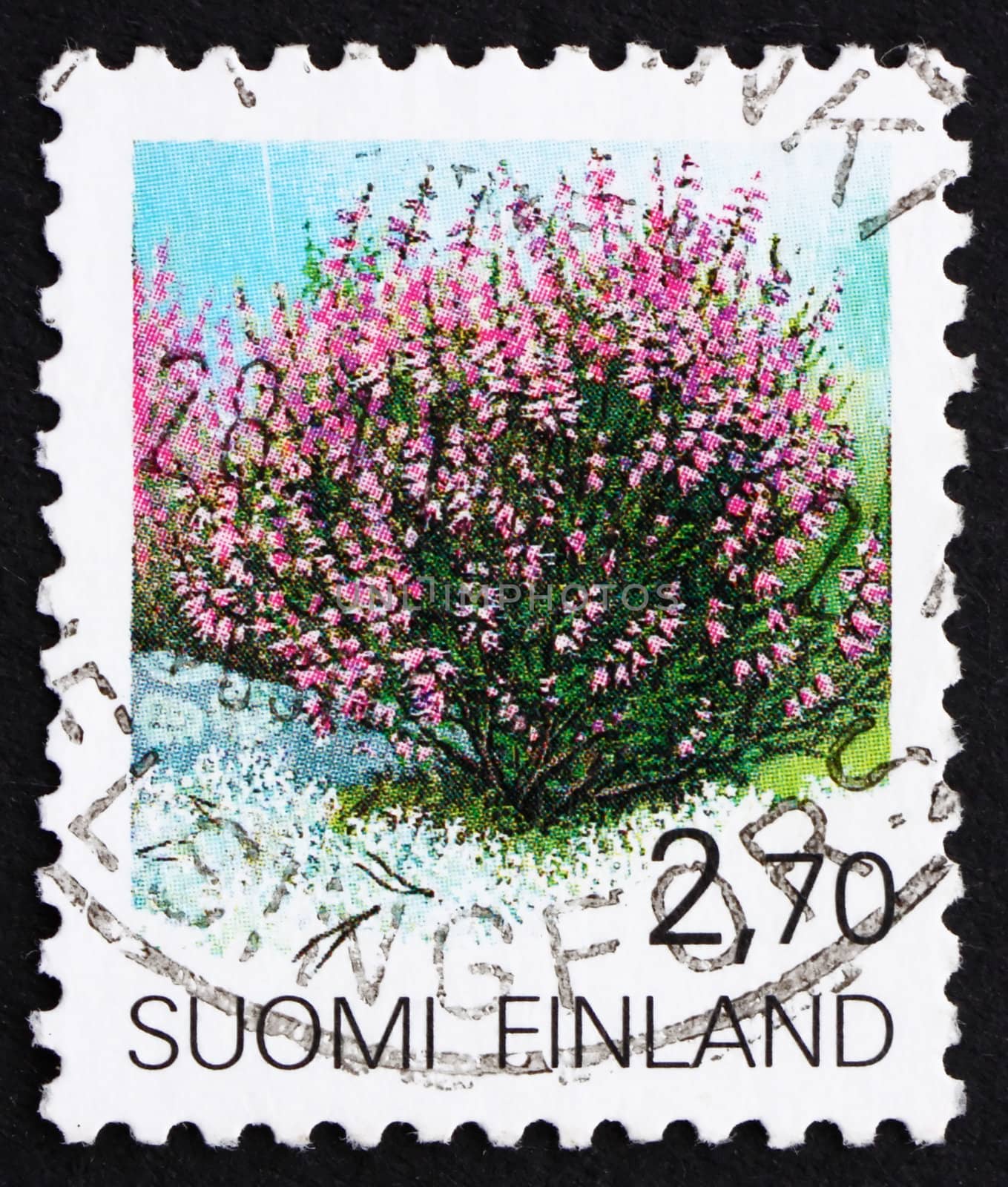 FINLAND - CIRCA 1990: a stamp printed in the Finland shows Heather, Calluna Vulgaris, Shrub, circa 1990