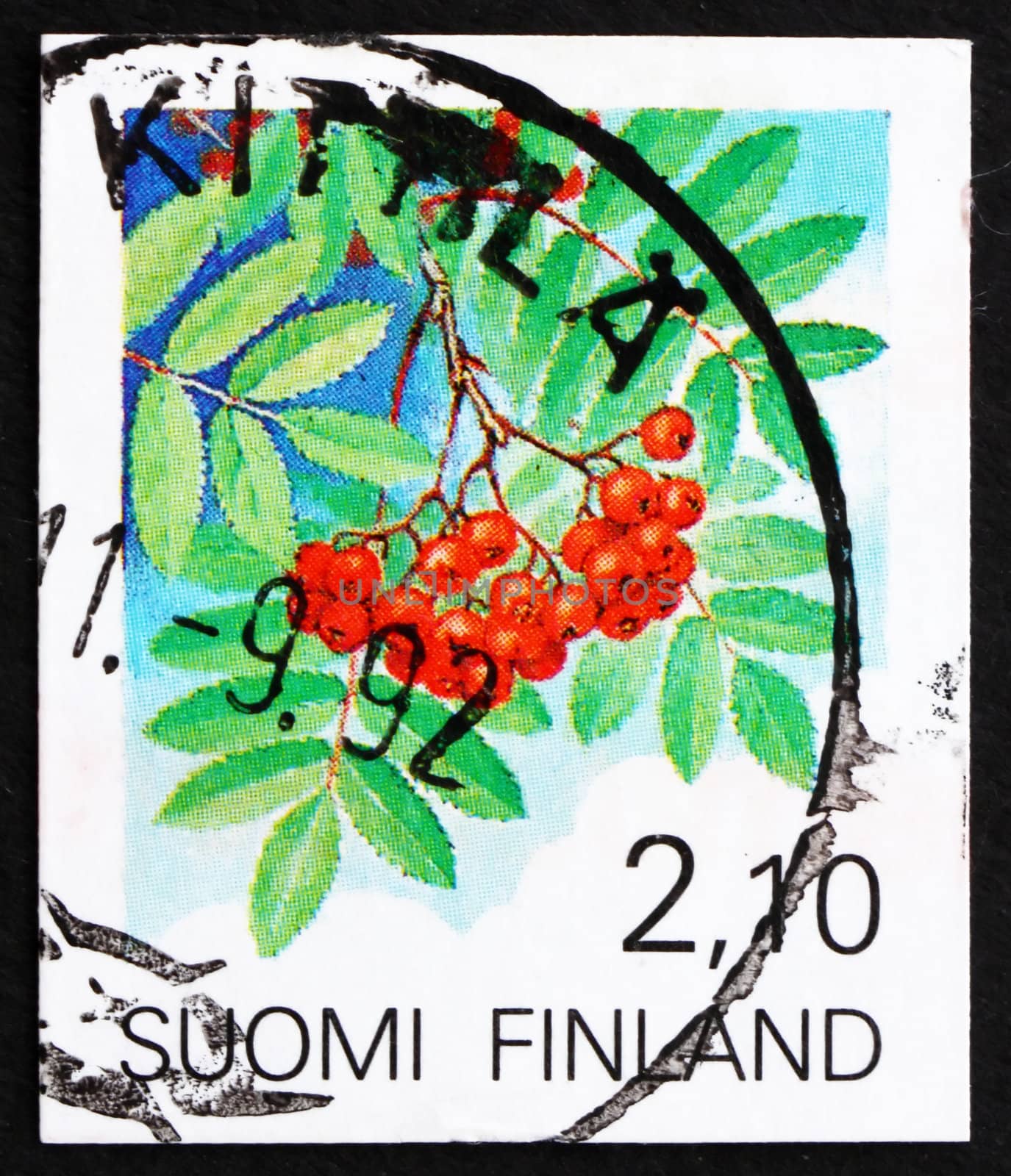 FINLAND - CIRCA 1991: a stamp printed in the Finland shows European Rowan Fruit, Sorbus Sorbus, circa 1991