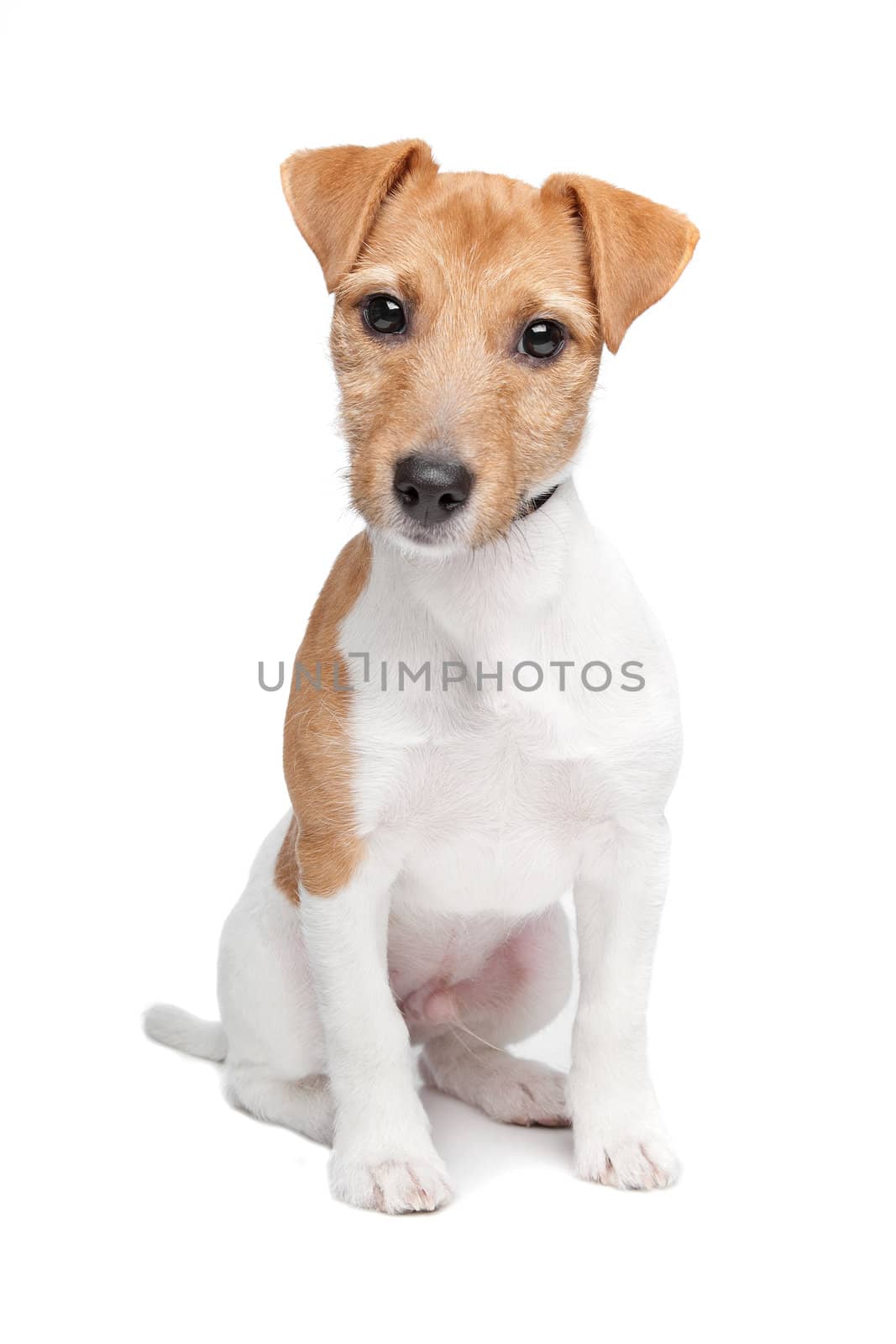 Jack Russel Terrier dog in front of a white background