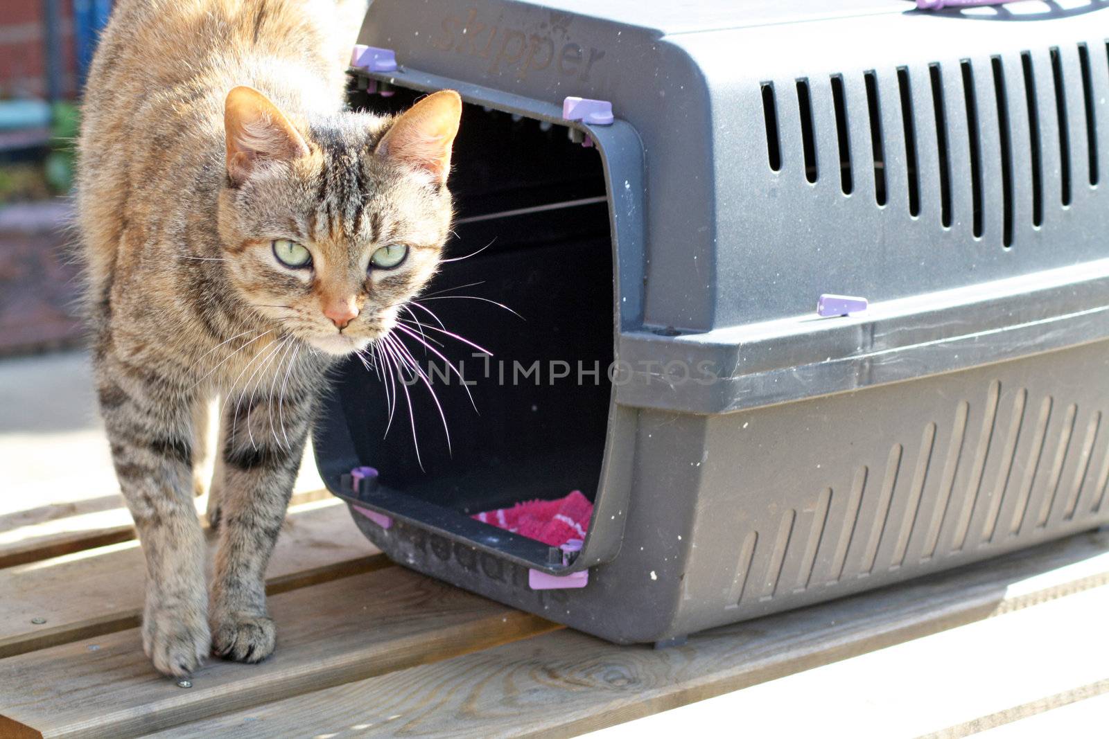tabby cat with a cat carry box in the garden