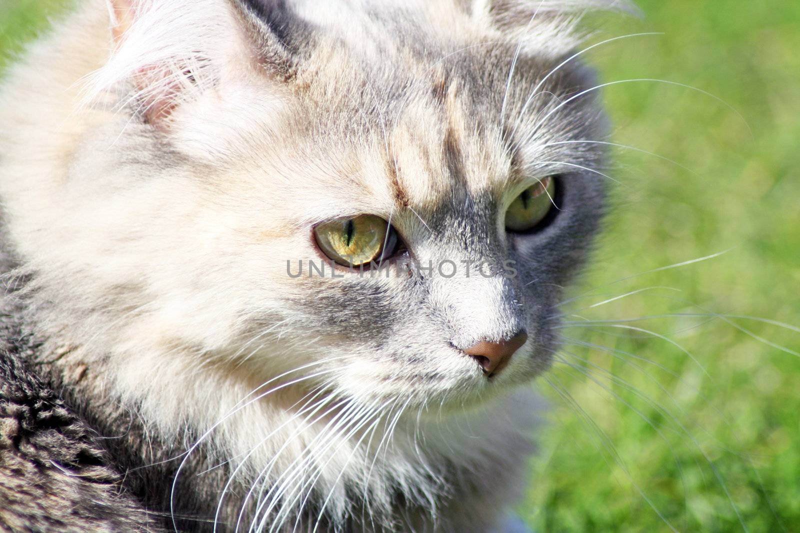 stunning tabby cat in the garden