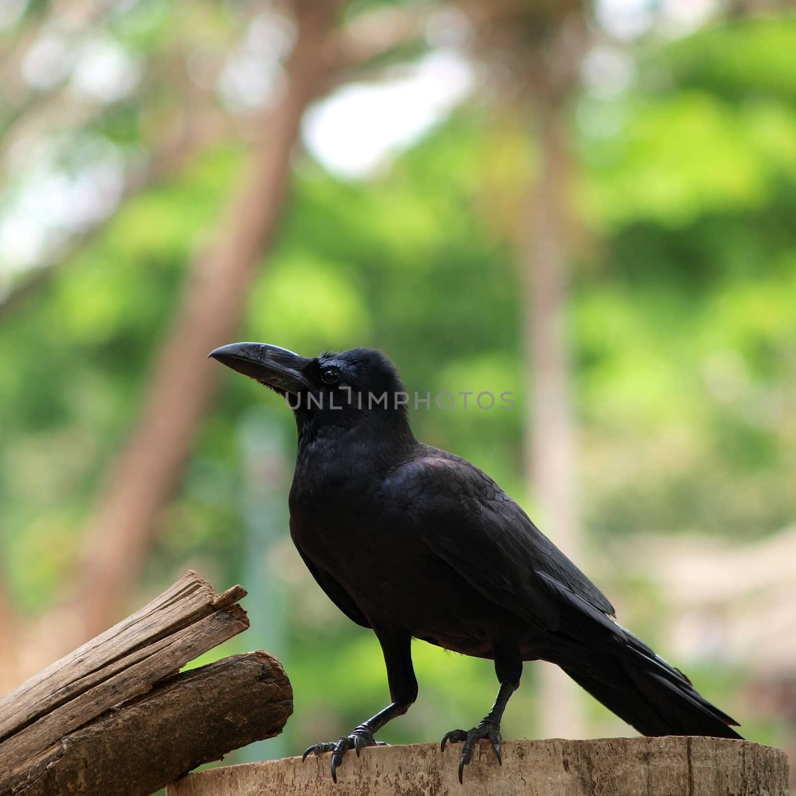 raven sitting on a wood