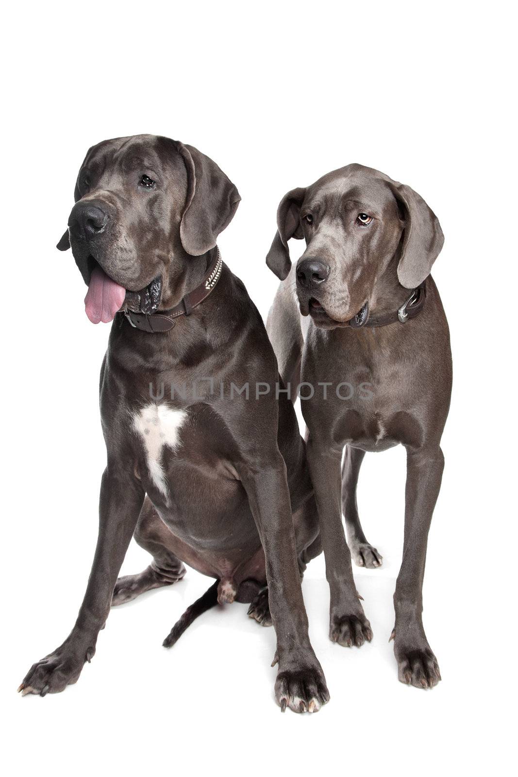 Two grey great Dane dogs on front of a white background