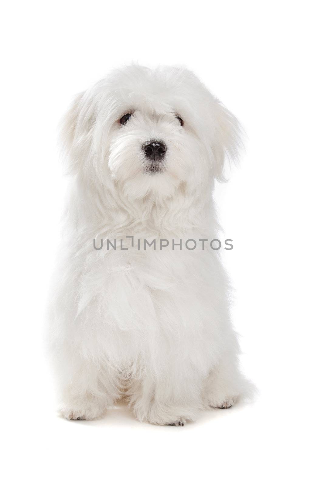 Maltese dog sitting in front of a white background