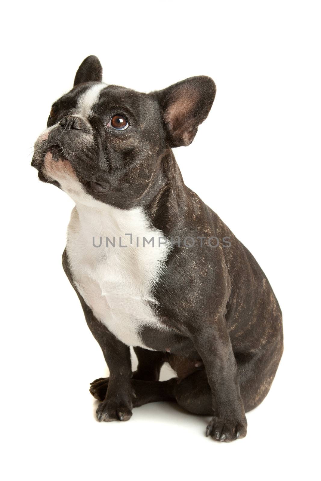 French Bulldog in front of a white background