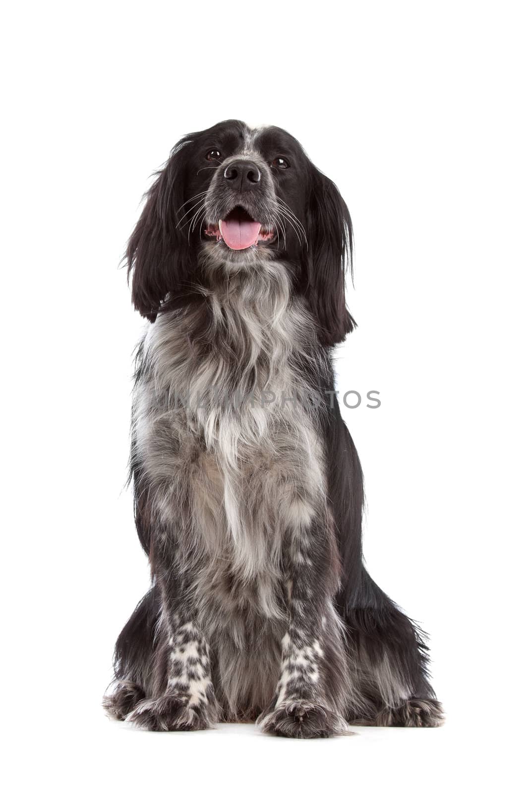 mixed breed dog.border collie, cocker spaniel in front of white