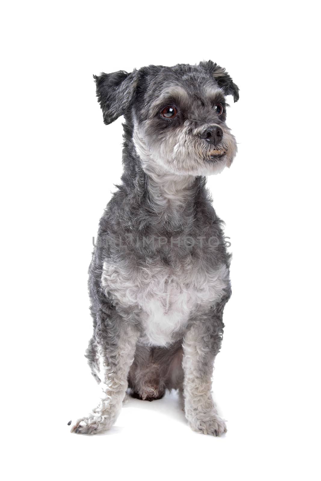 mixed breed dog in front of a white background