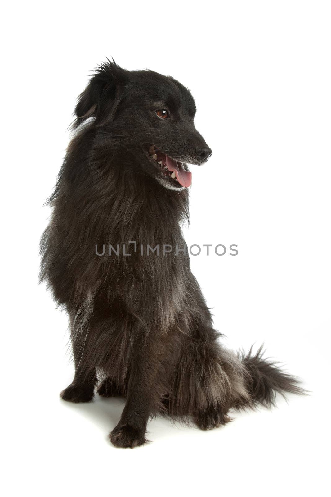 black Pyrenean Shepherd in front of a white background