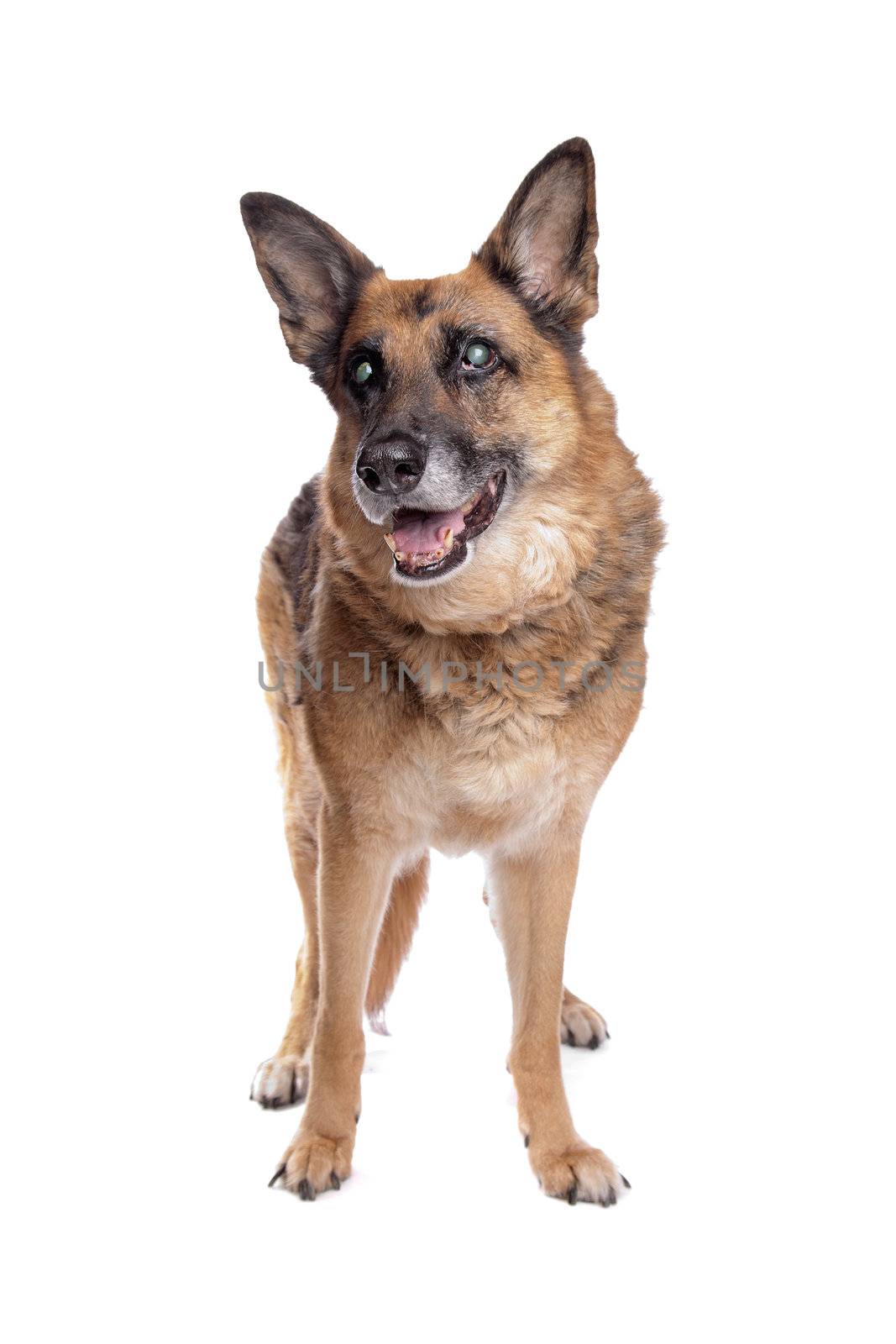 Old and blind German shepherd in front of a white background