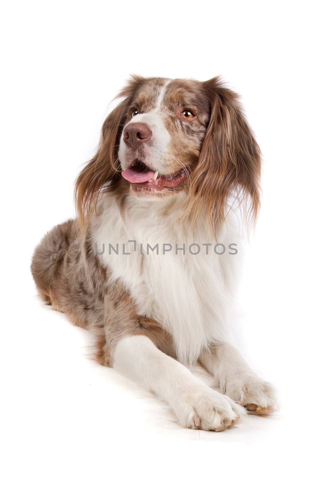 mixed breed dog. Australian shepherd, English springer spaniel