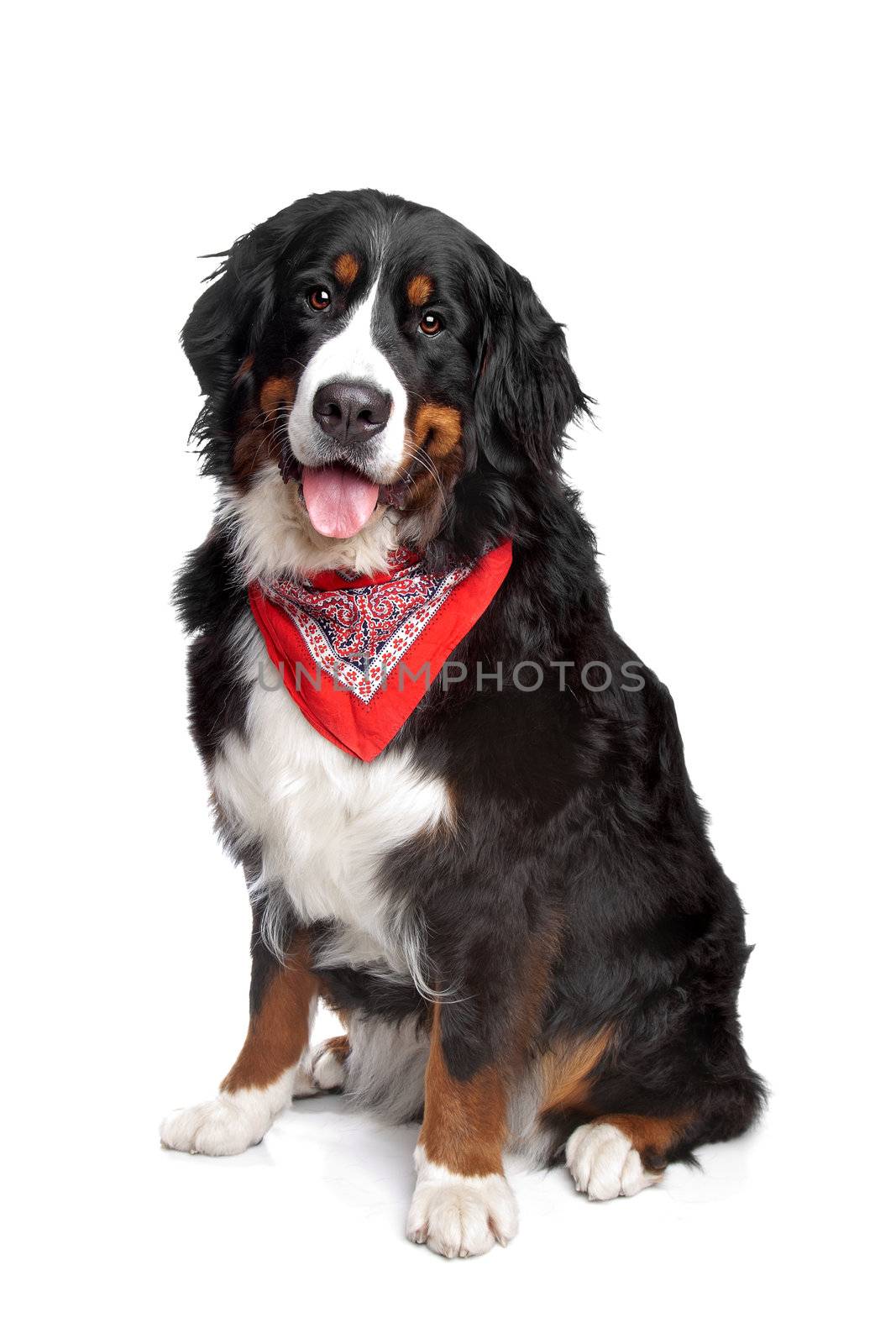 Bernese Mountain Dog in front of a white background