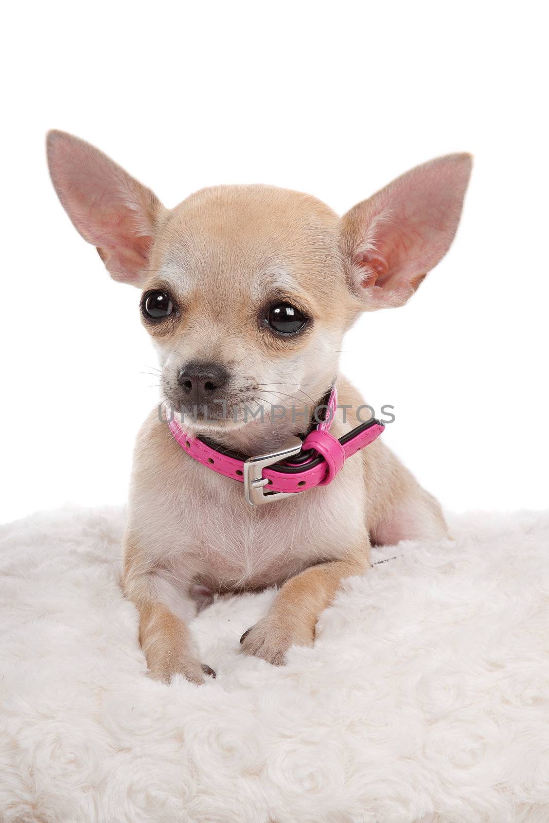chihuahua dog in front of a white background