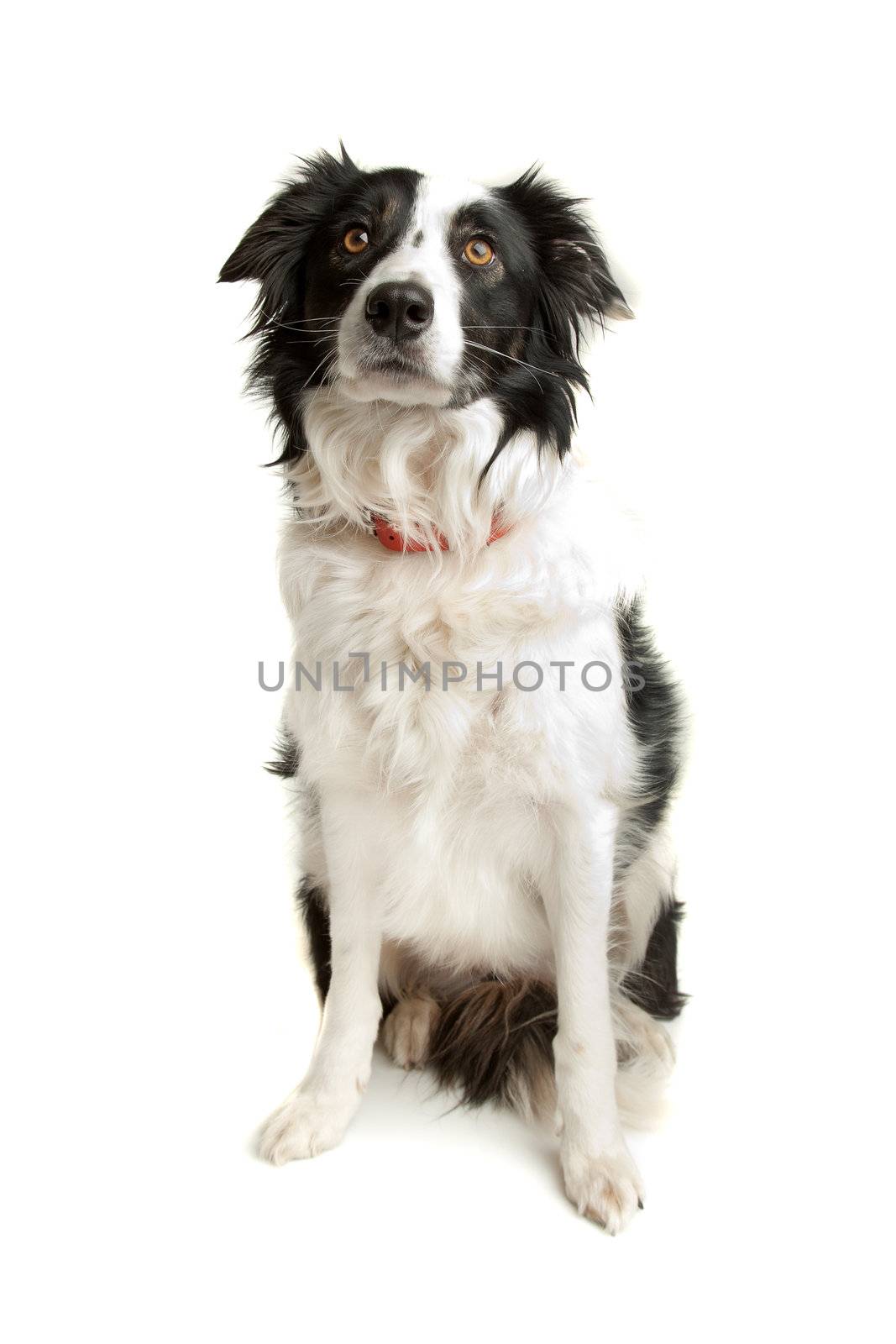 black and white border collie sheepdog on a white background