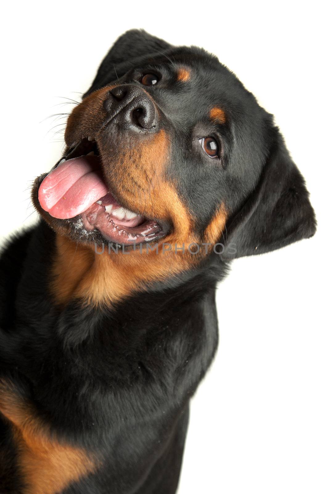 Rottweiler in front of a white background