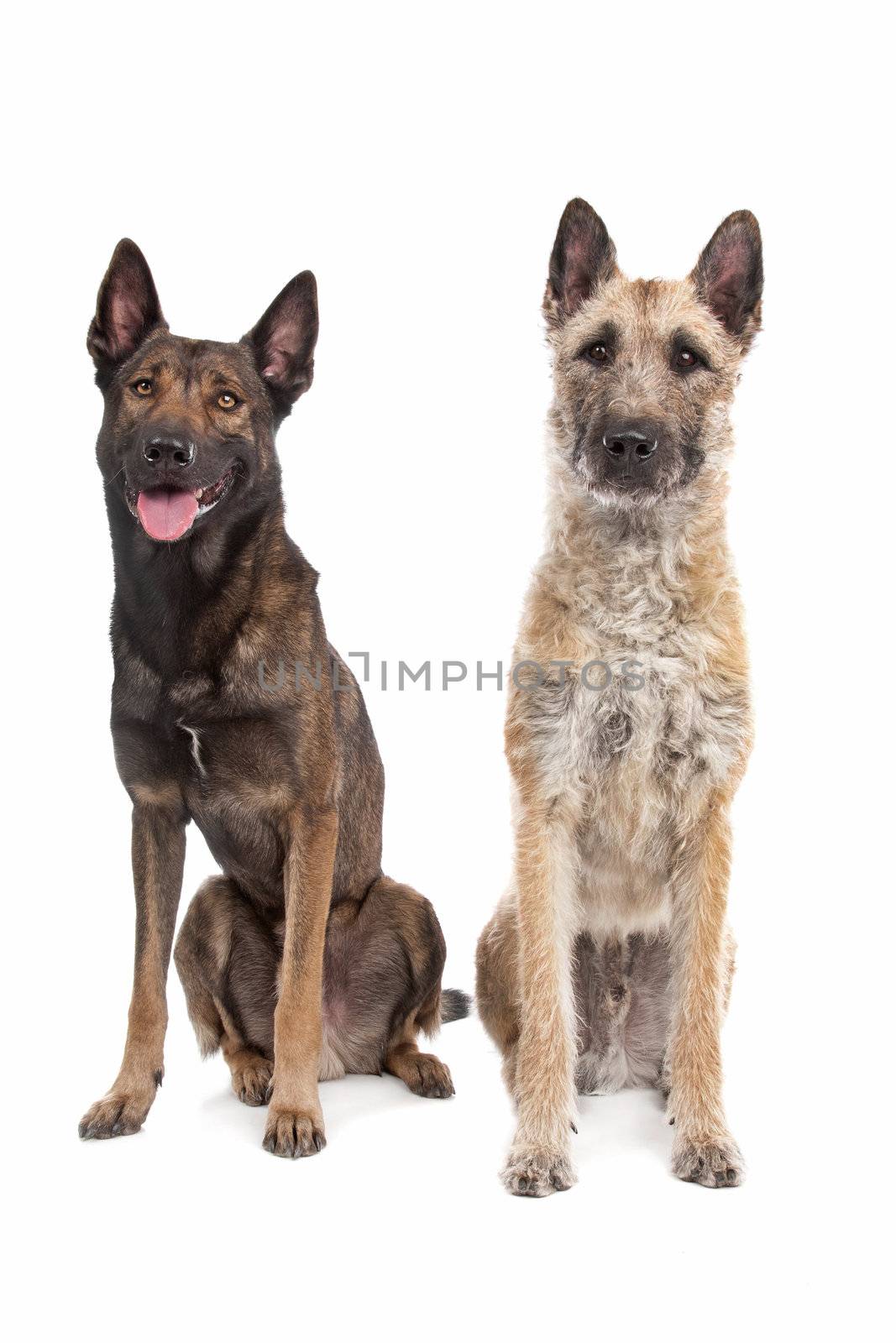 two Belgian shepherd dogs in front of a white background