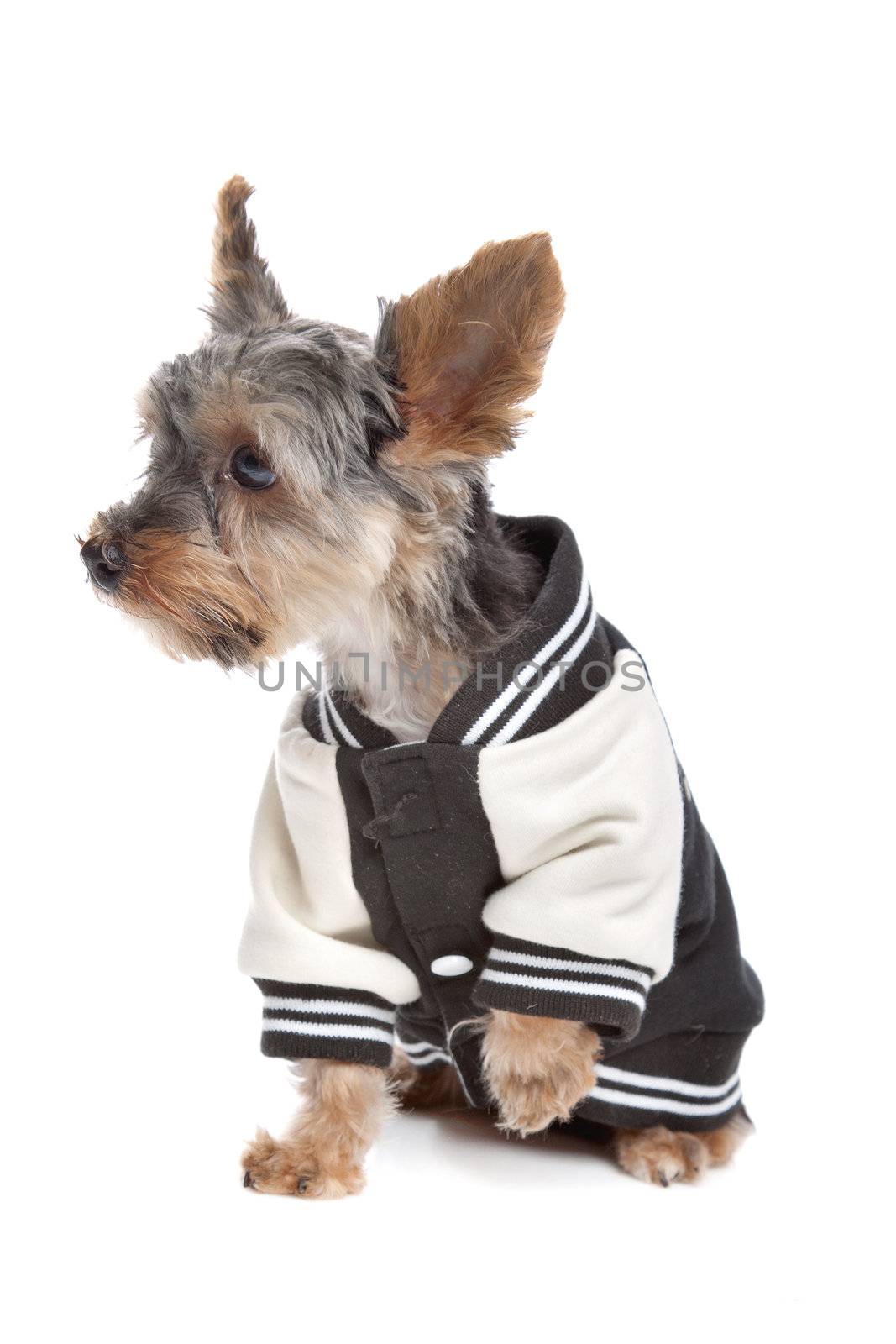 Yorkshire Terrier dressed in jacket in front of a white background