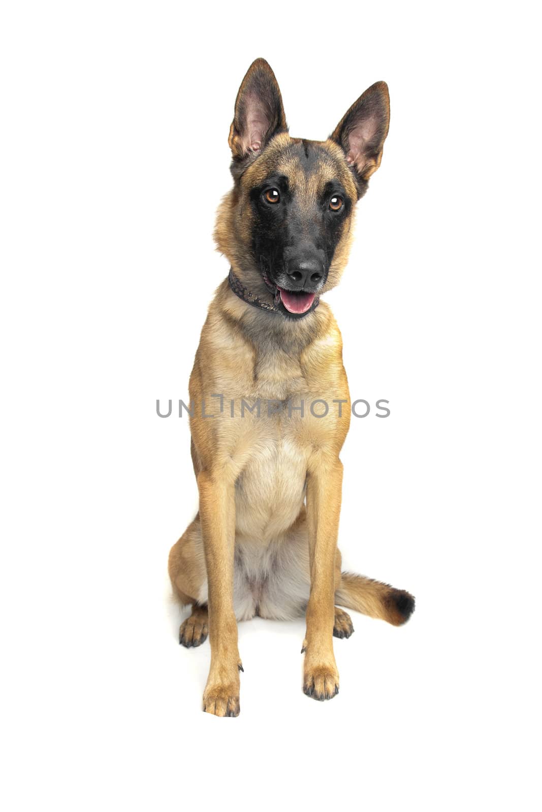 Belgian Shepherd Dog in front of a white background